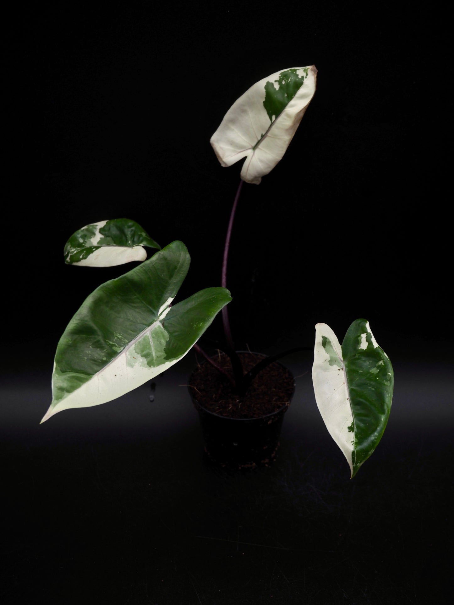 Alocasia Macrorrhiza Black Stem Variegata
