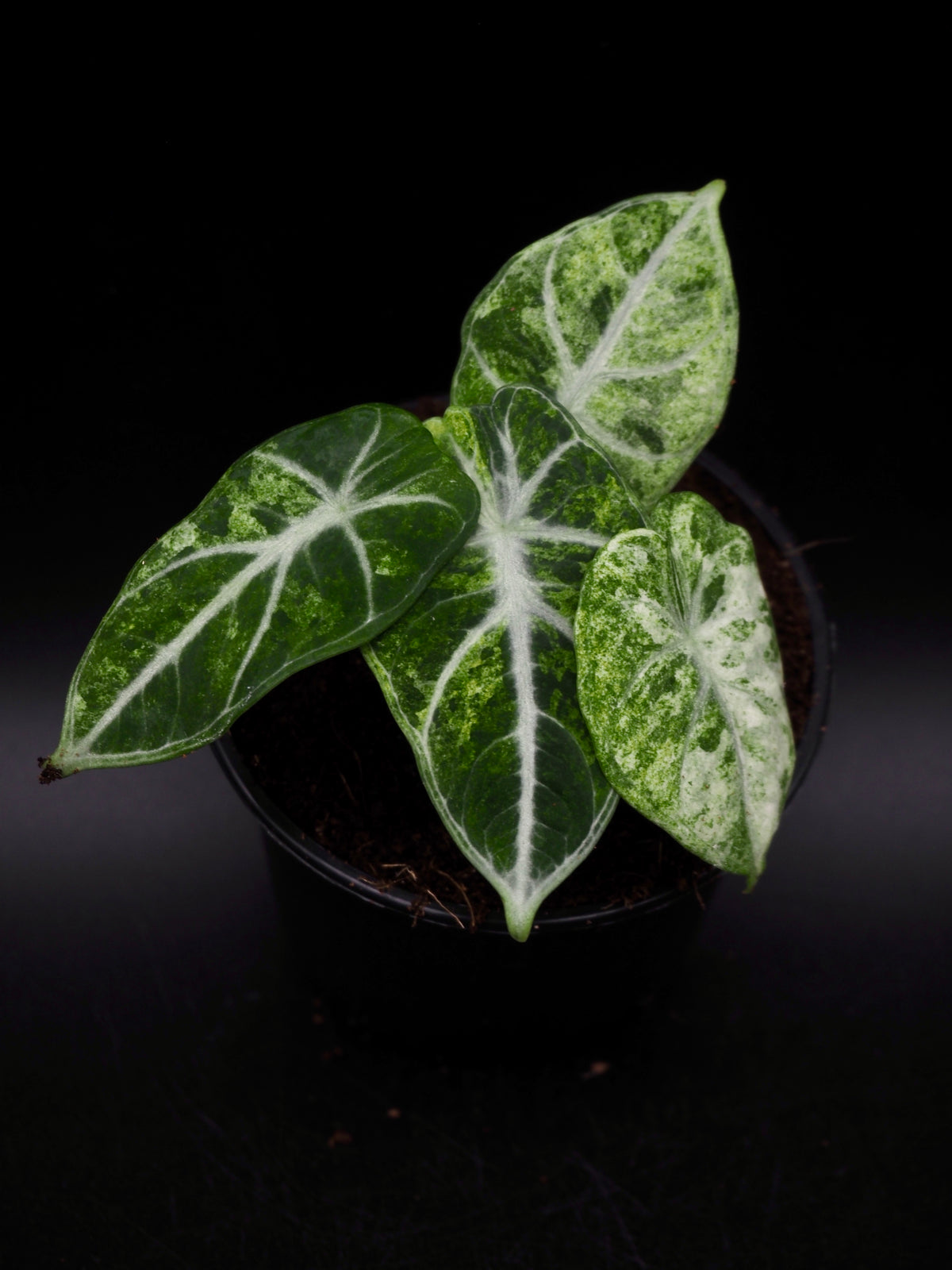 Alocasia Ninja Tricolor