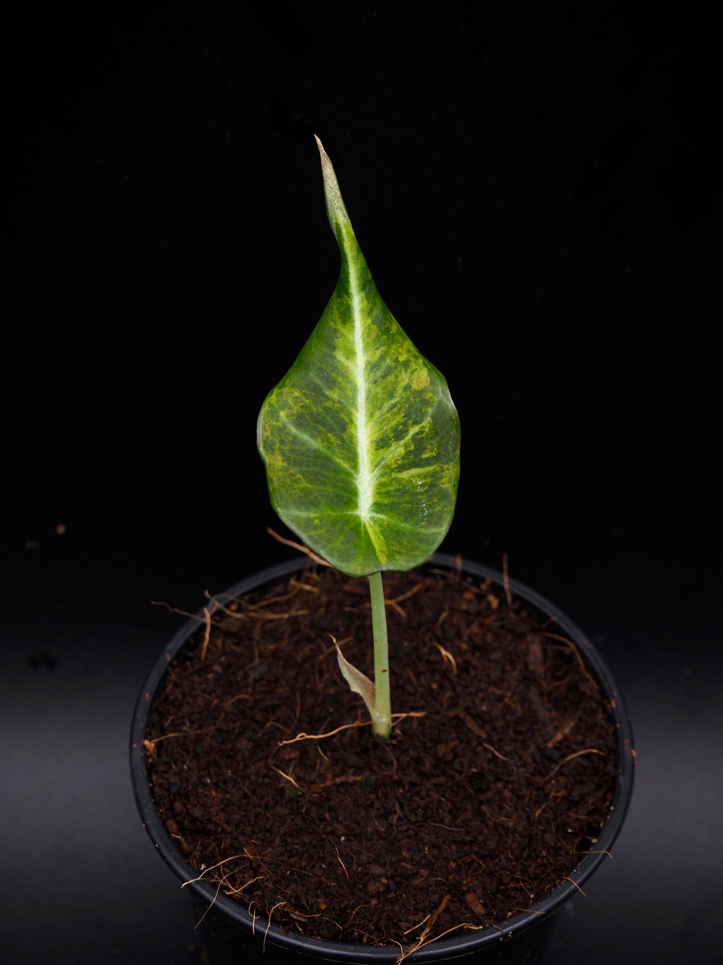 Alocasia Black Velvet Aurea