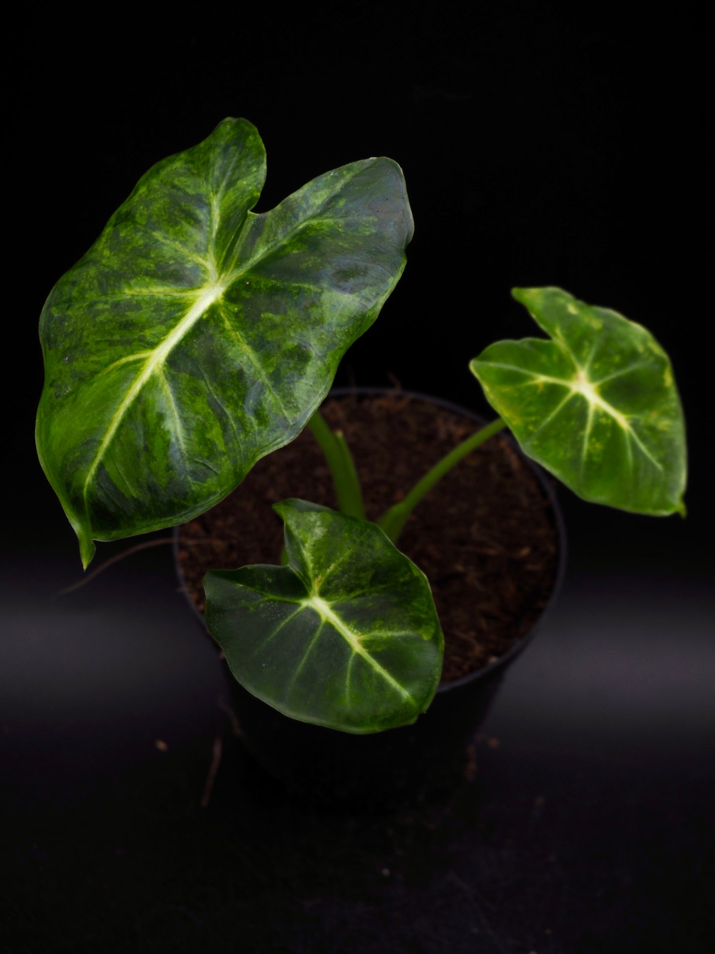 Alocasia Frydek Dorayaki