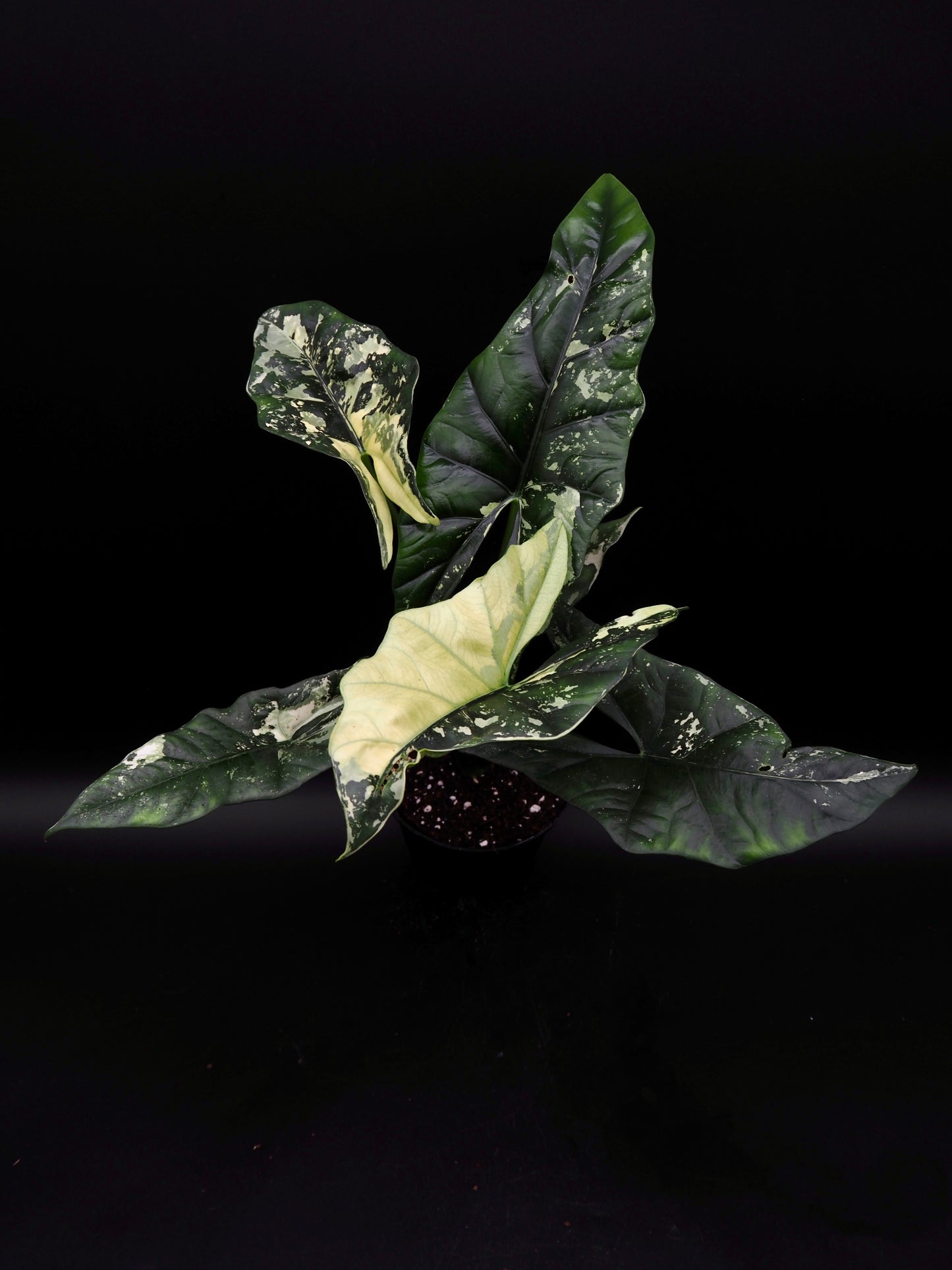 Alocasia Simpo Albo
