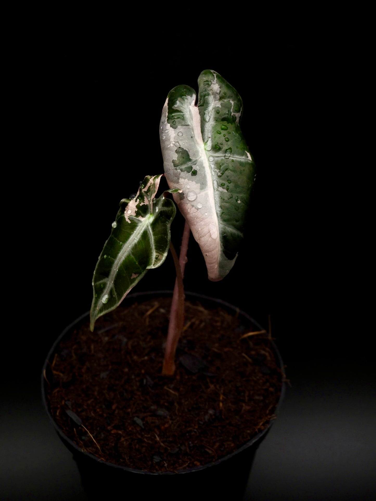 Alocasia Nobilis Pink