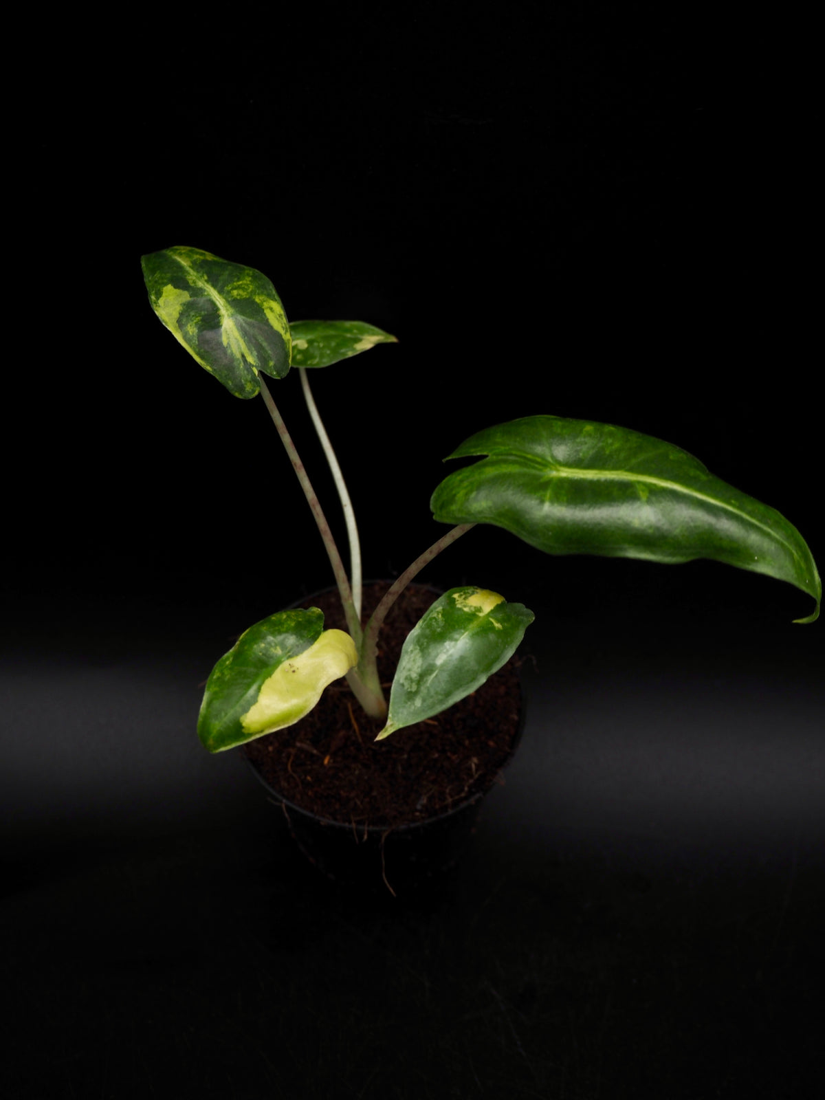 Alocasia Sarian Aurea