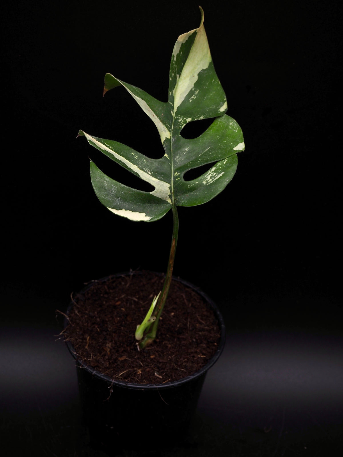 Rhaphidophora Tetrasperma Variegata