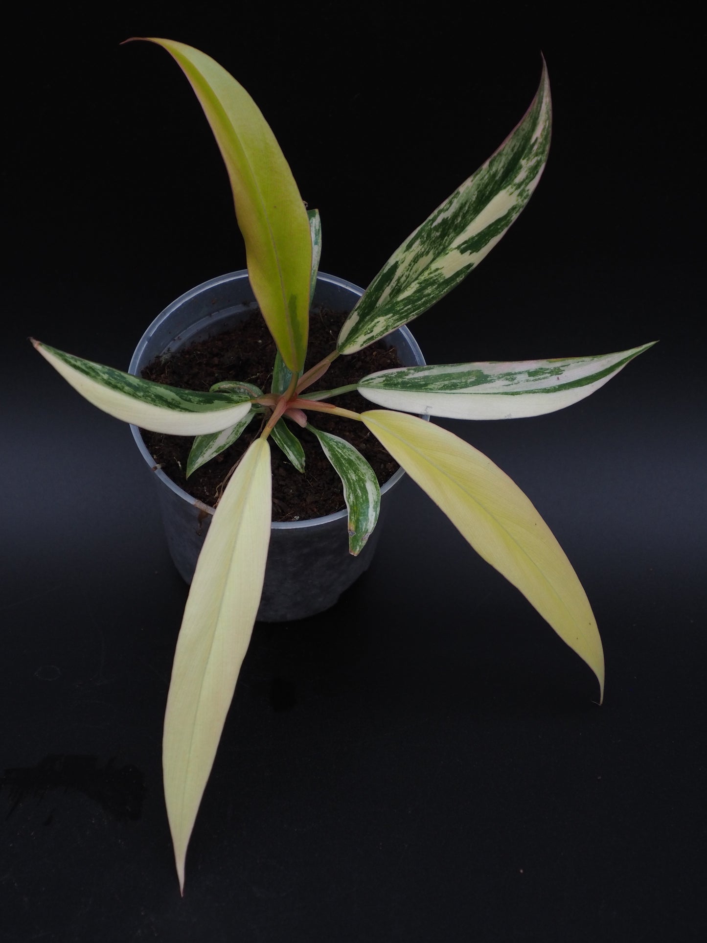 Philodendron Marbre Caramel