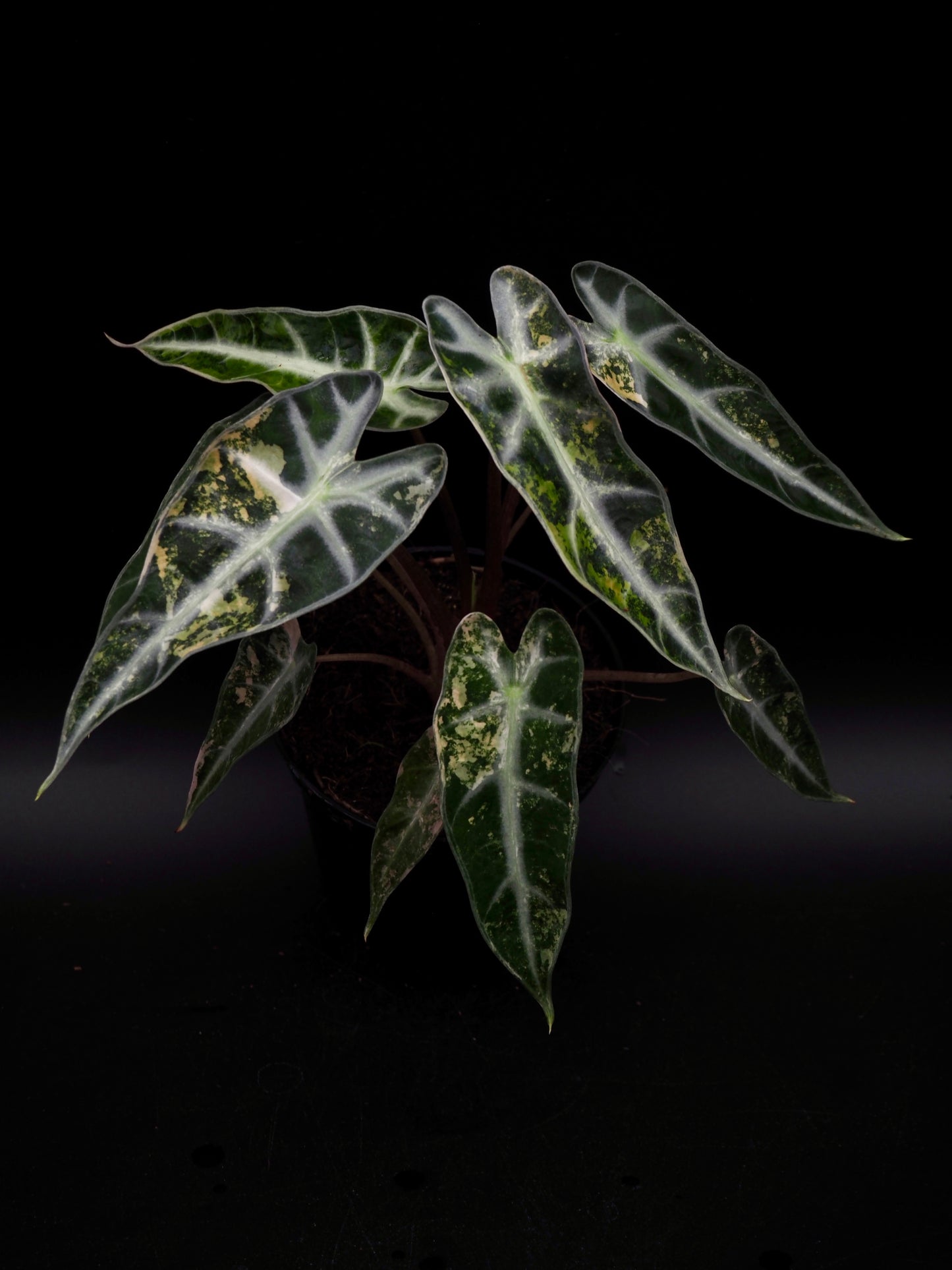 Alocasia Bambi Aurea