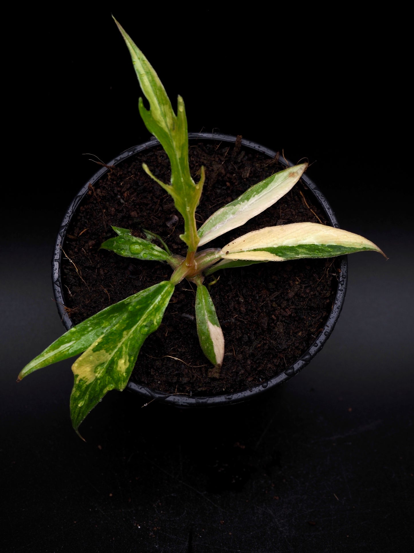 Philodendron Tortum Aurea