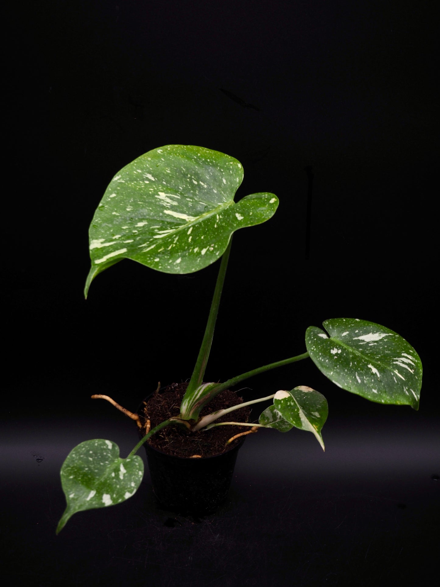 Monstera Thai Constellation