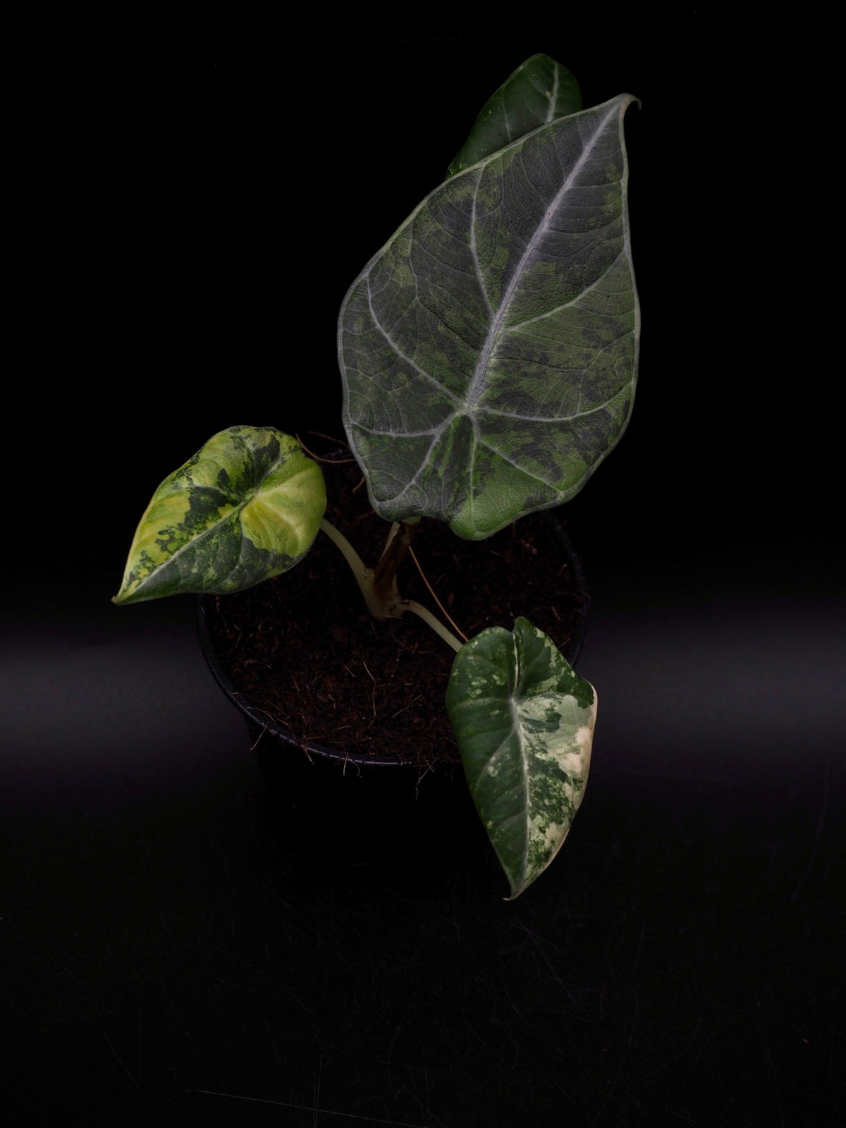 Alocasia Maharani Aurea