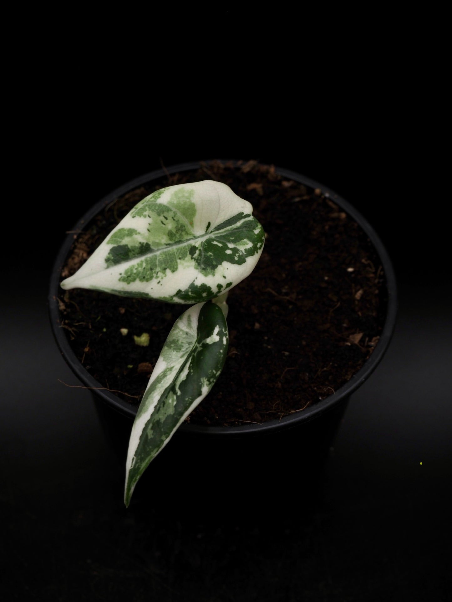 Alocasia Maharani Albo Variegata