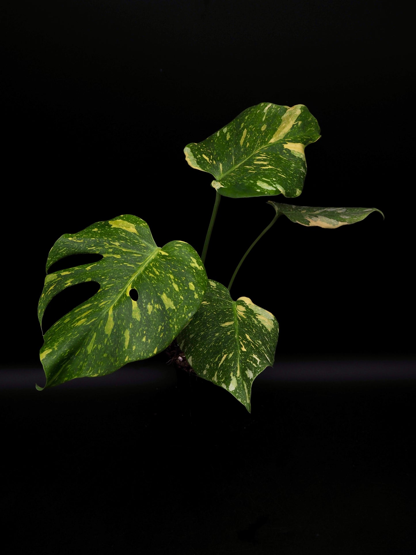 Monstera Deliciosa Electrolyte