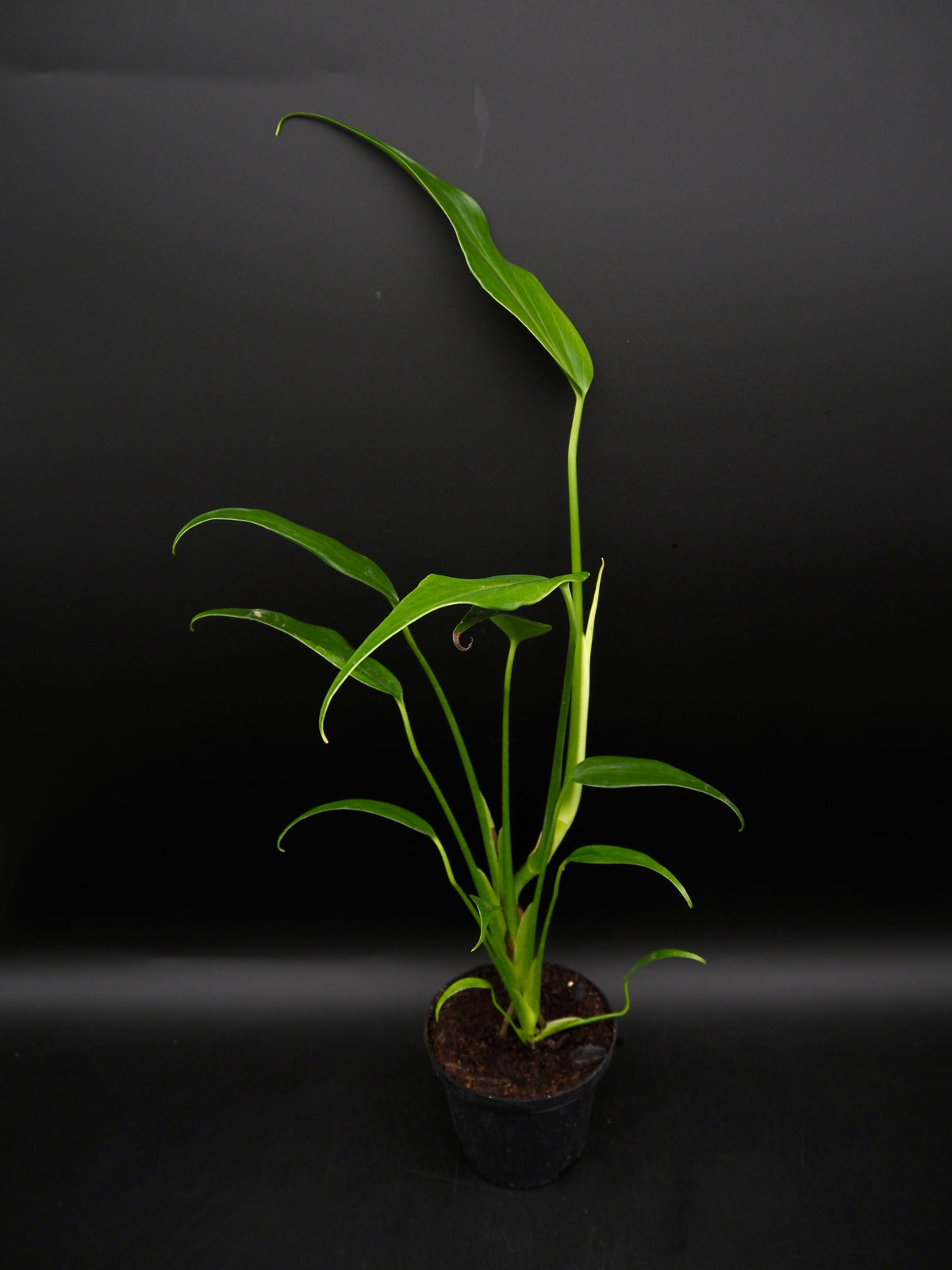 Monstera Burle Marx Flame