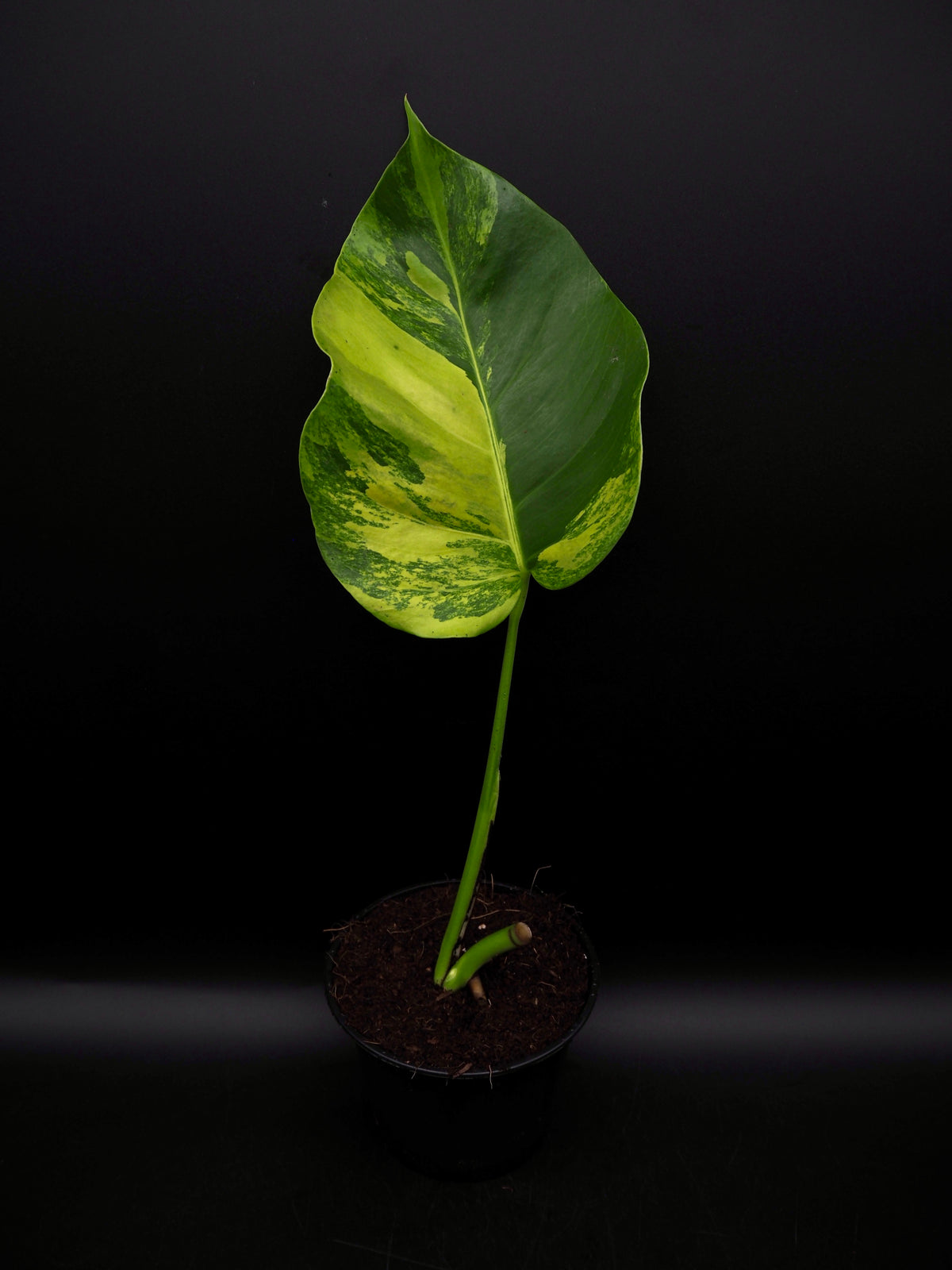 Monstera Borsigiana gog