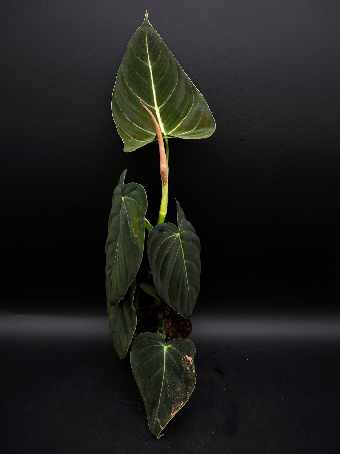 Philodendron Melanochrysum Bonfire