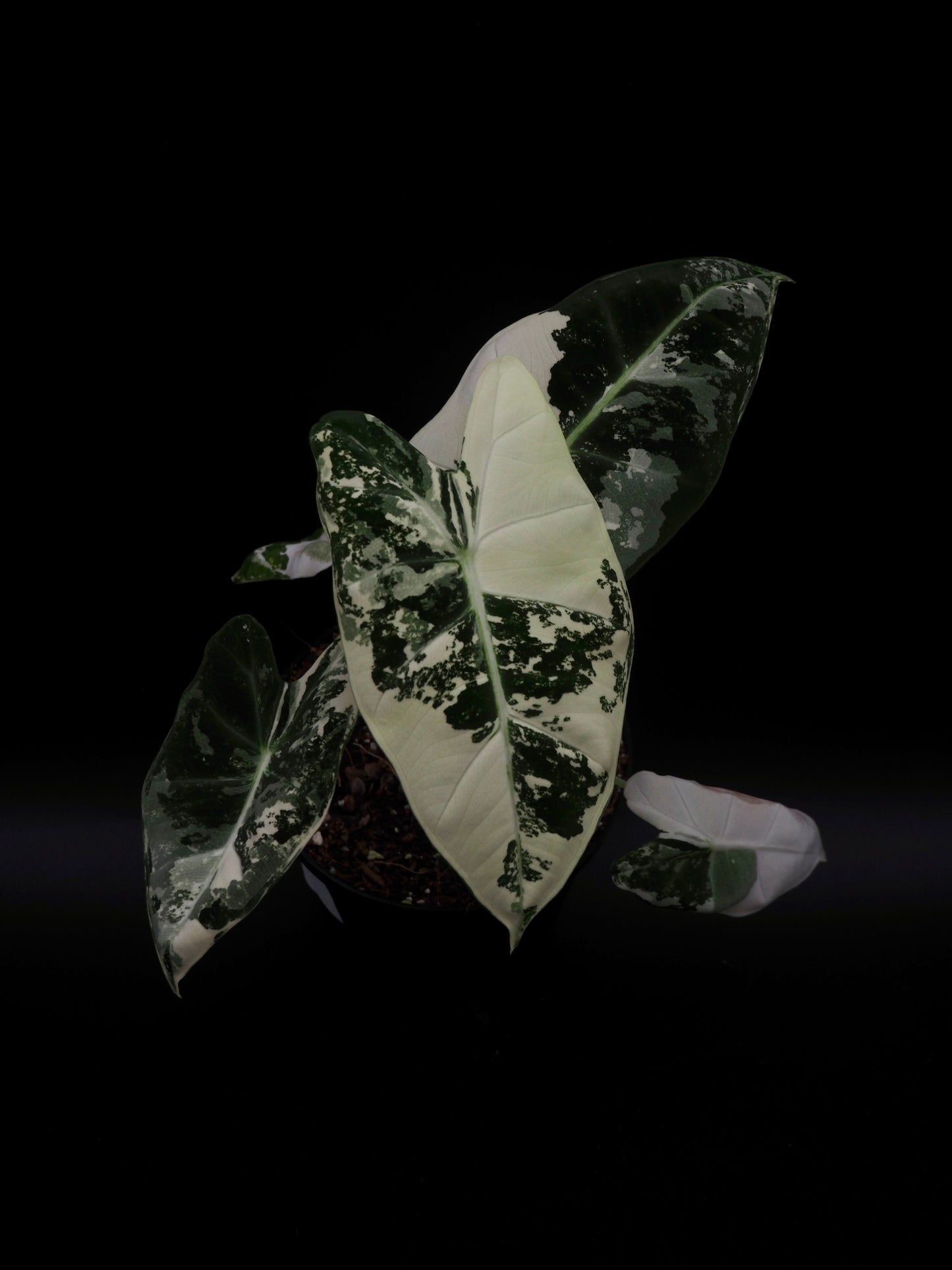 Alocasia Frydek Variegata