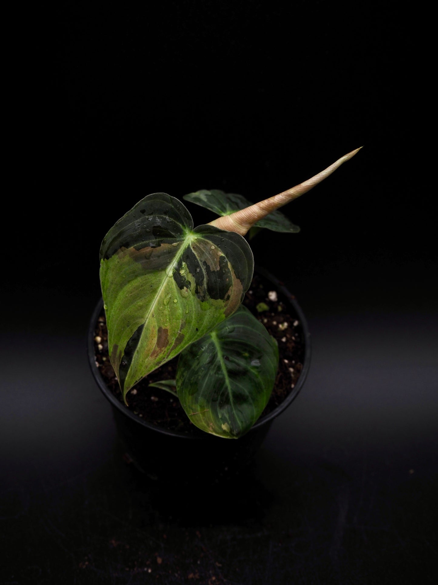 Philodendron Melanochrysum Variegata