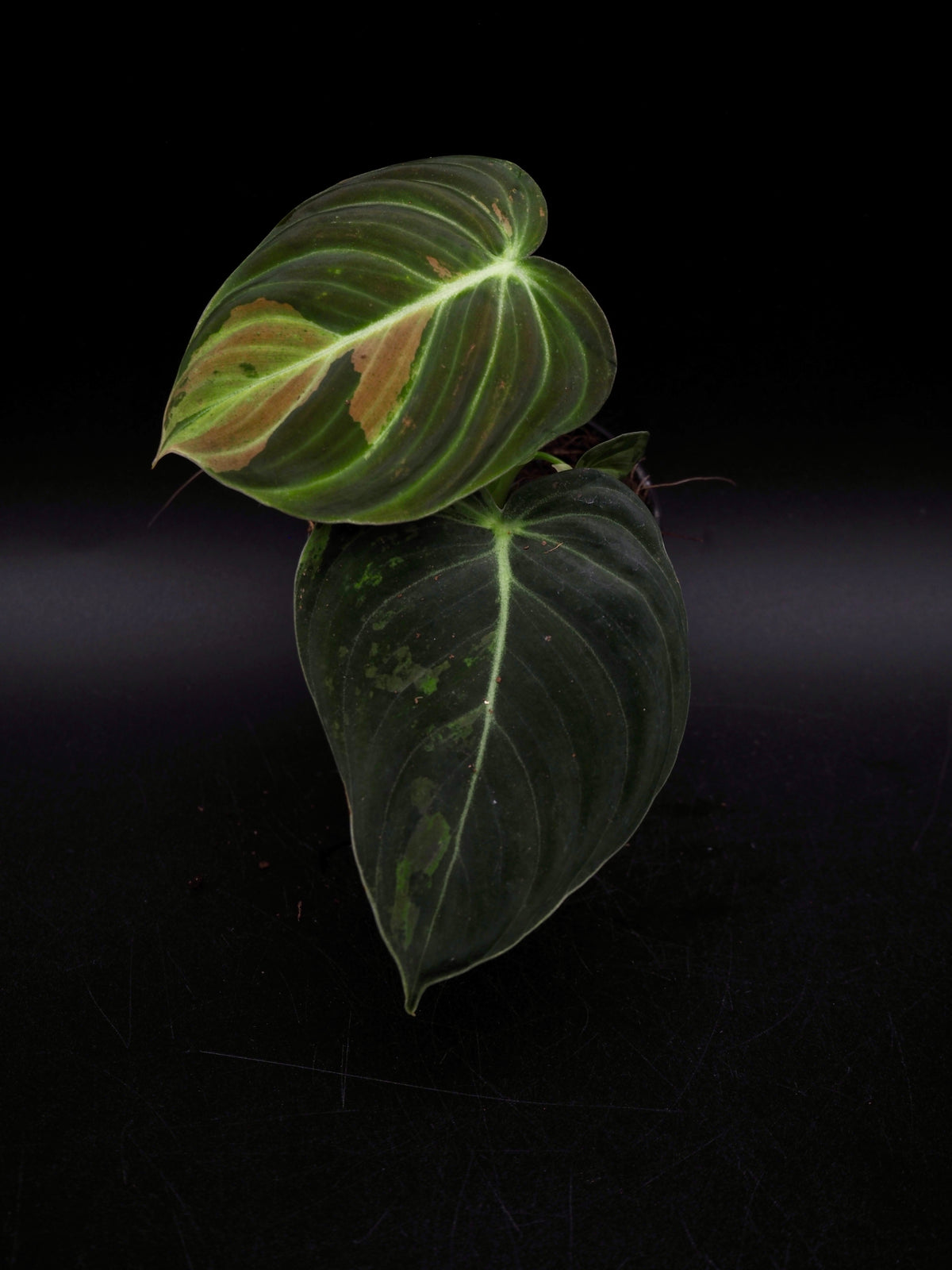 Philodendron Melanochrysum Variegata