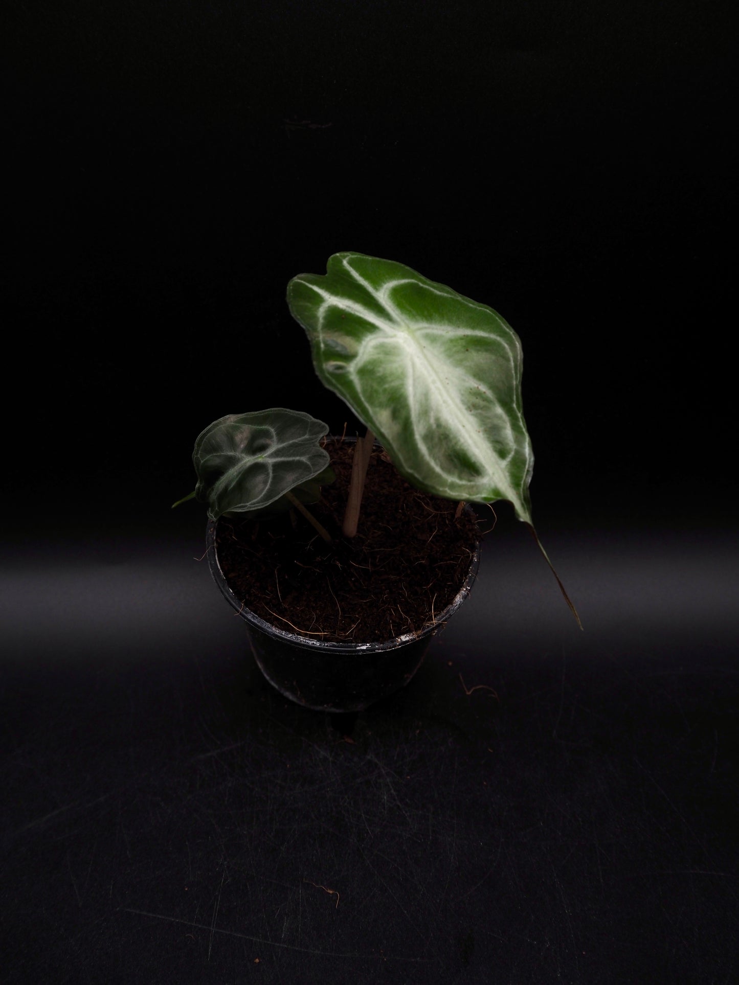 Alocasia Venom S