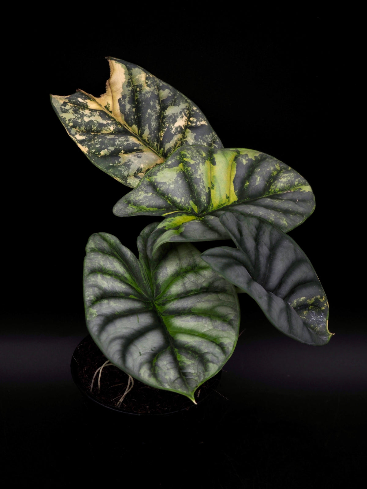 Alocasia Silver Dragon Aurea