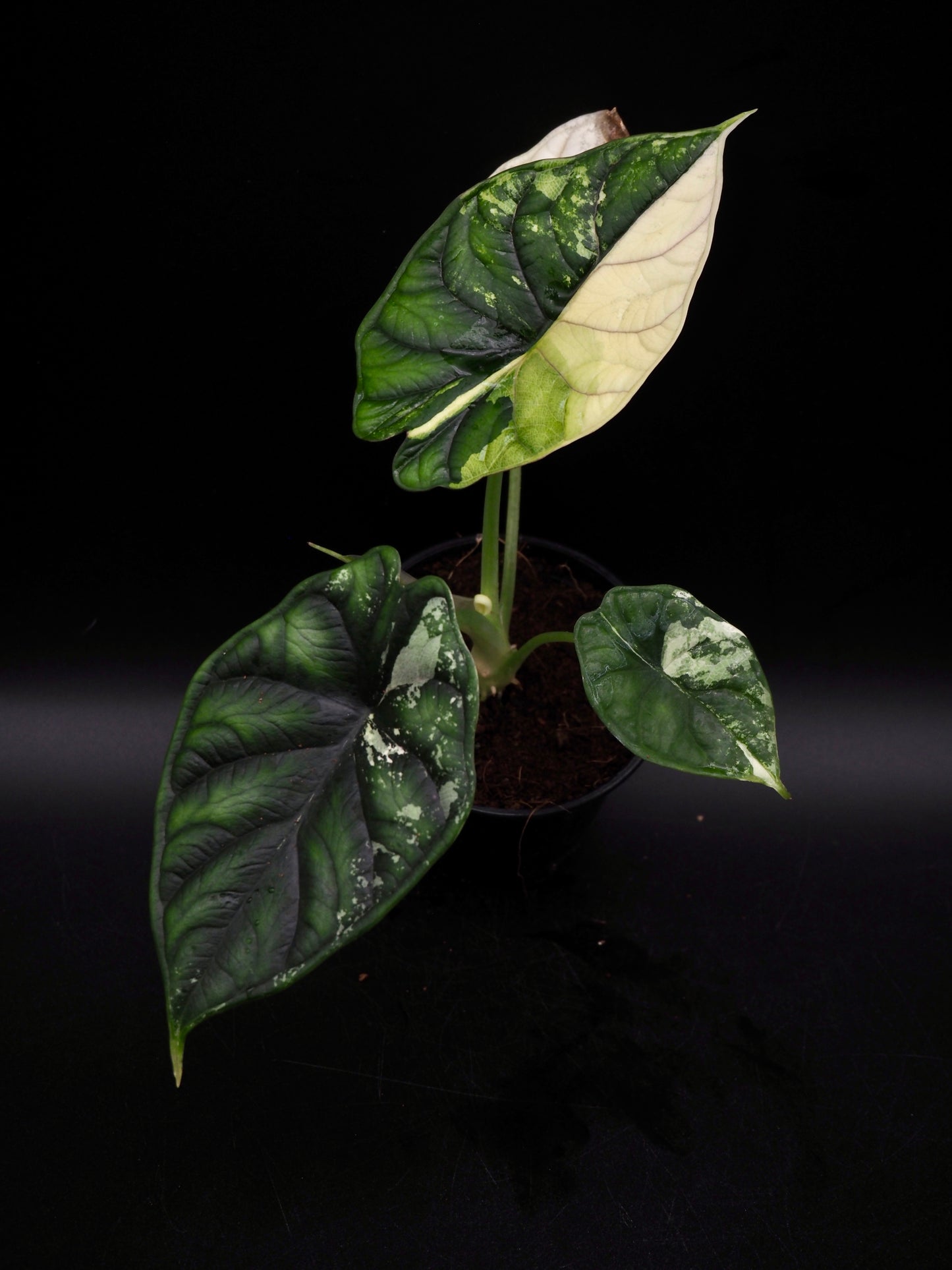 Écaille de dragon Alocasia Albo Variegata