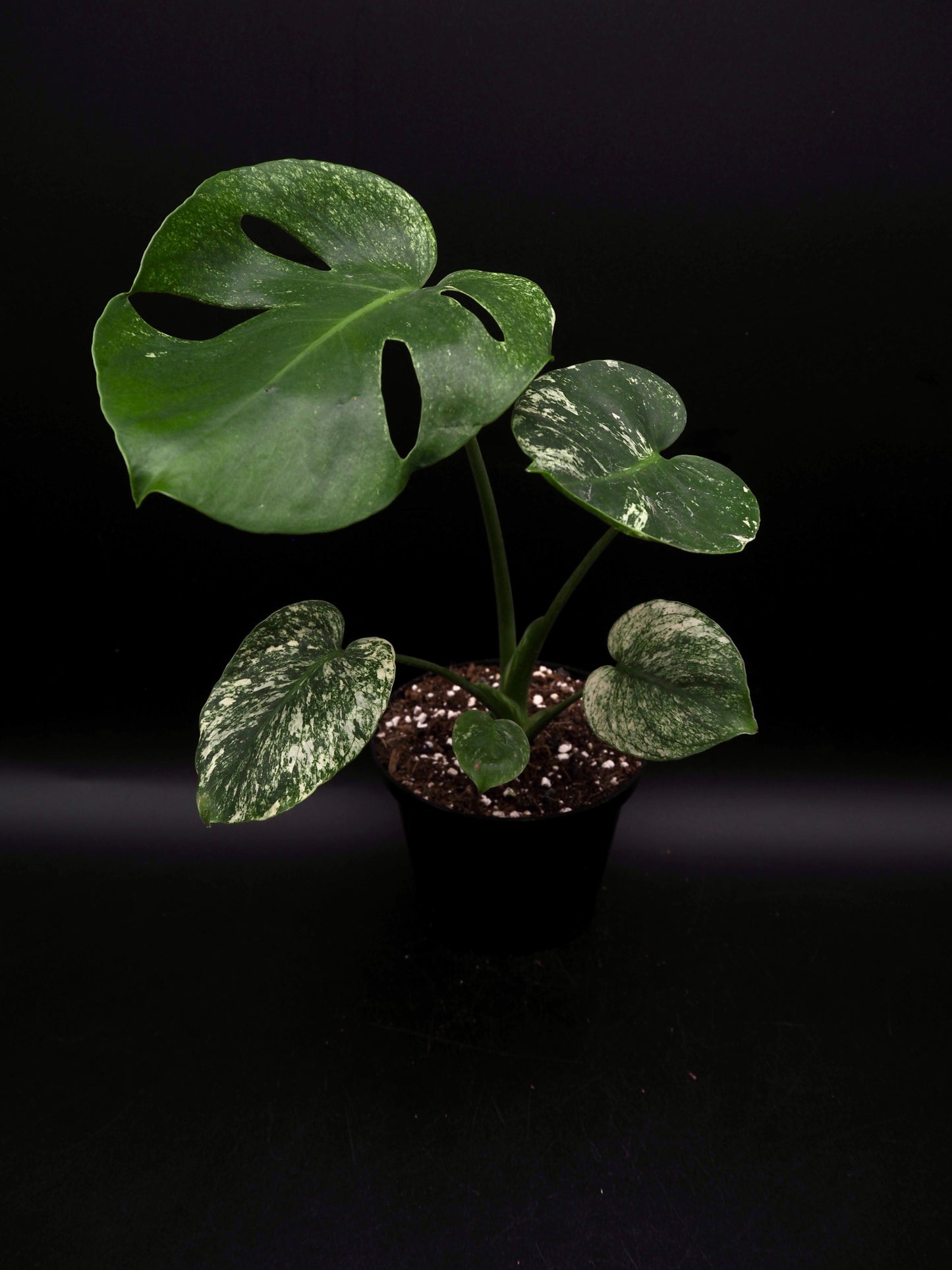 Monstera Siam Mint