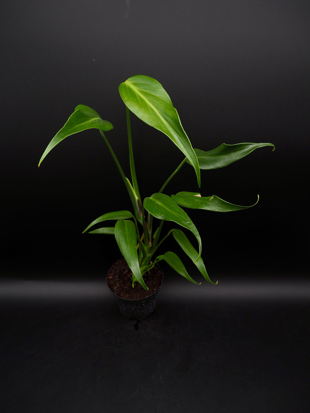 Monstera Burle Marx Flame