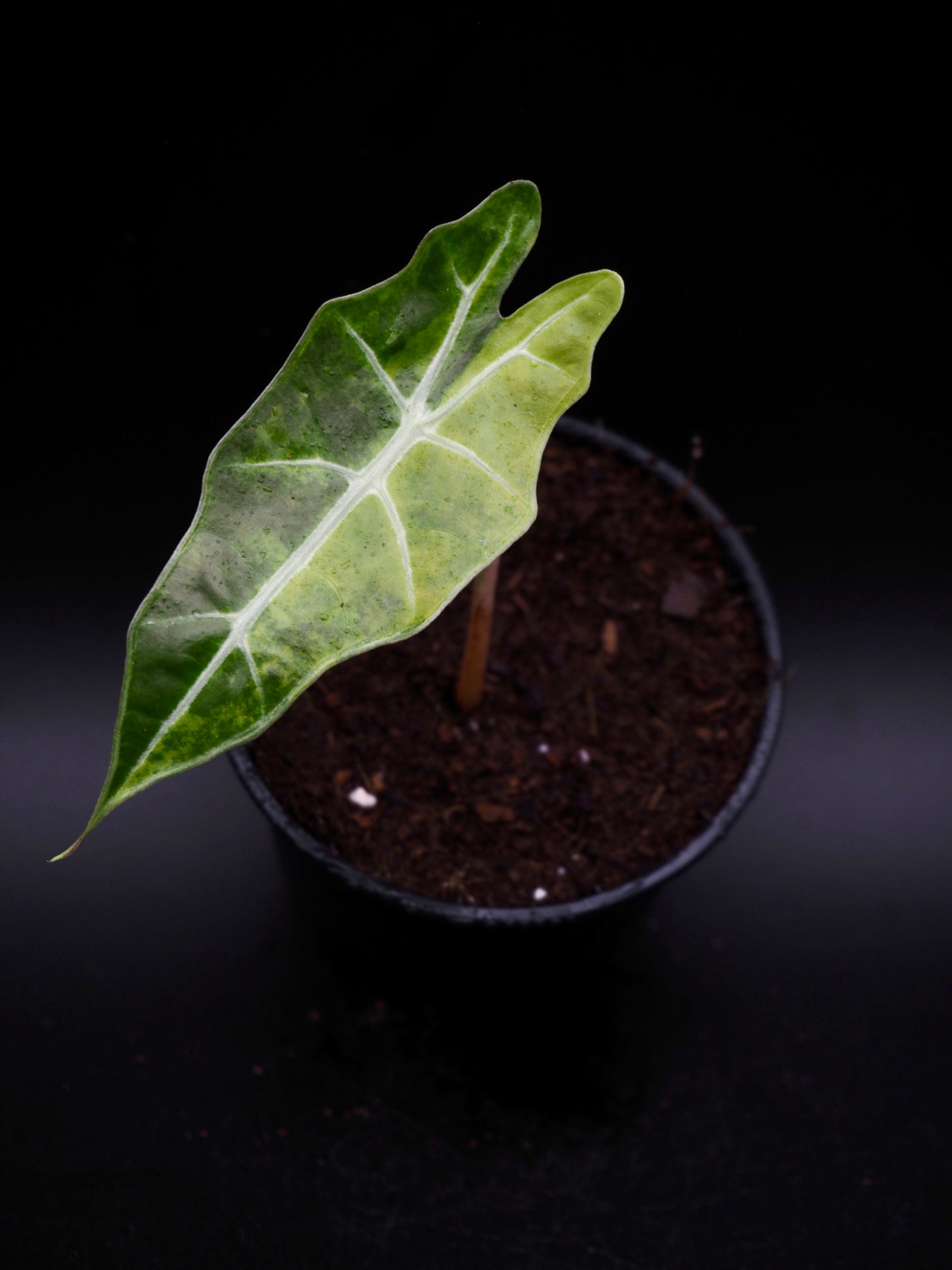 Alocasia Sanderiana Bull Aurea