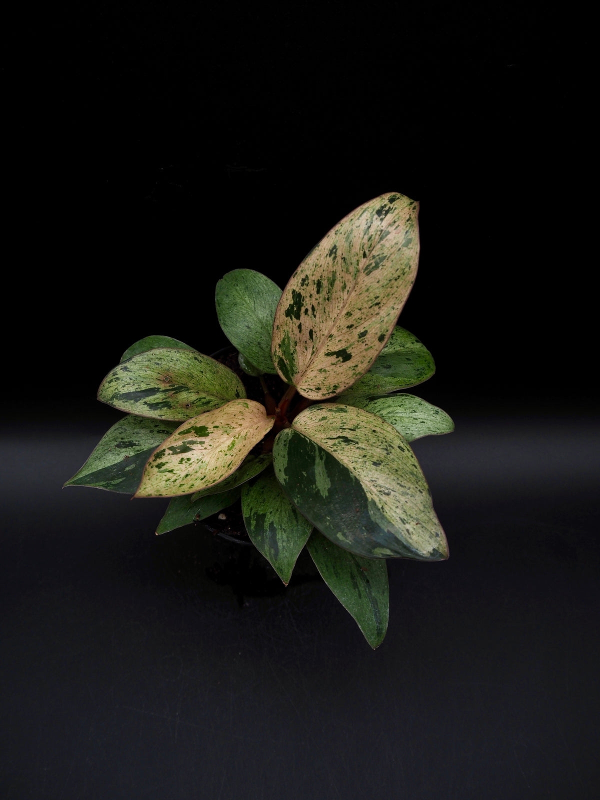 Philodendron Red Congo Dwarf Marble