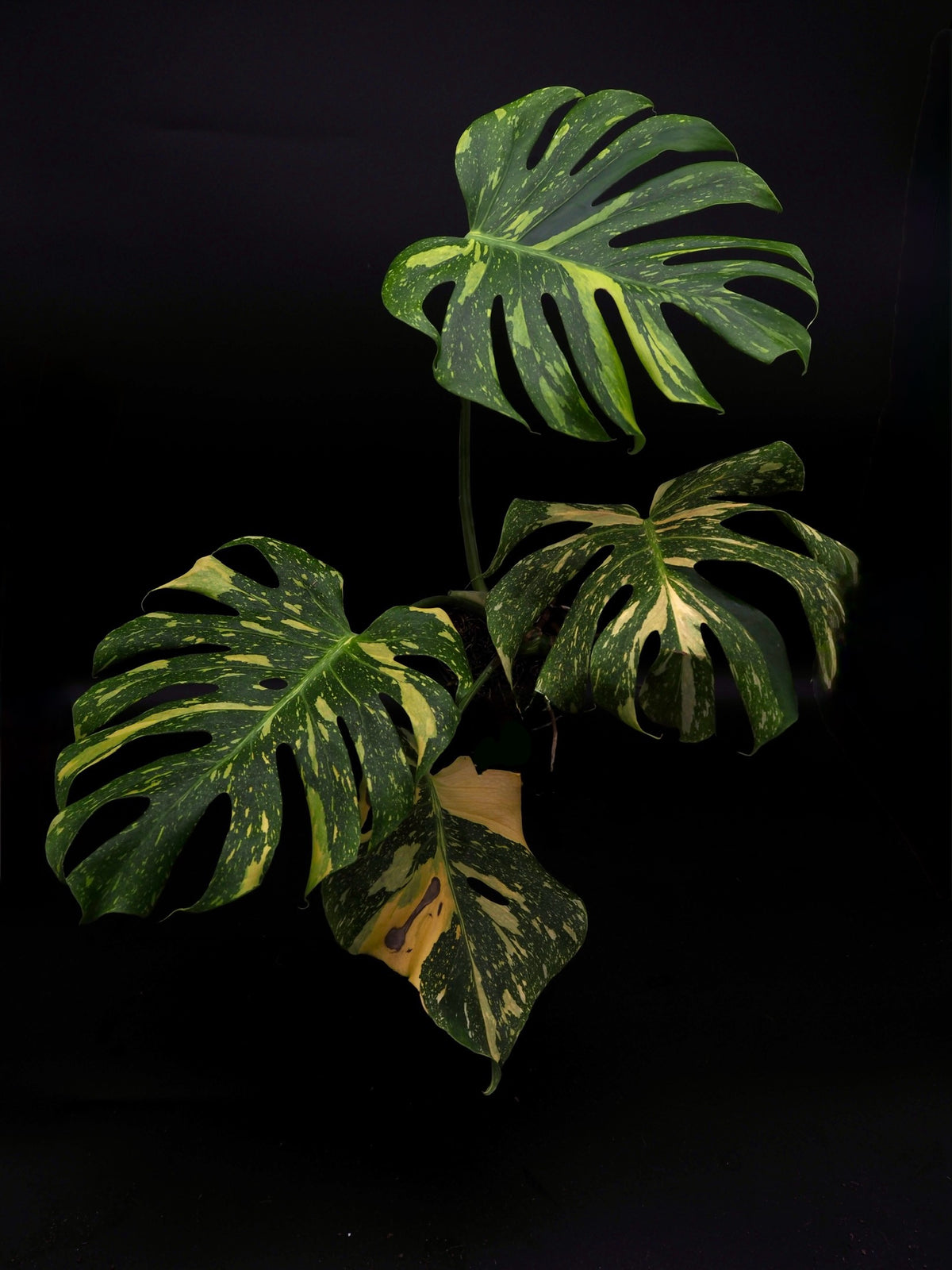 Monstera Deliciosa Electrolyte