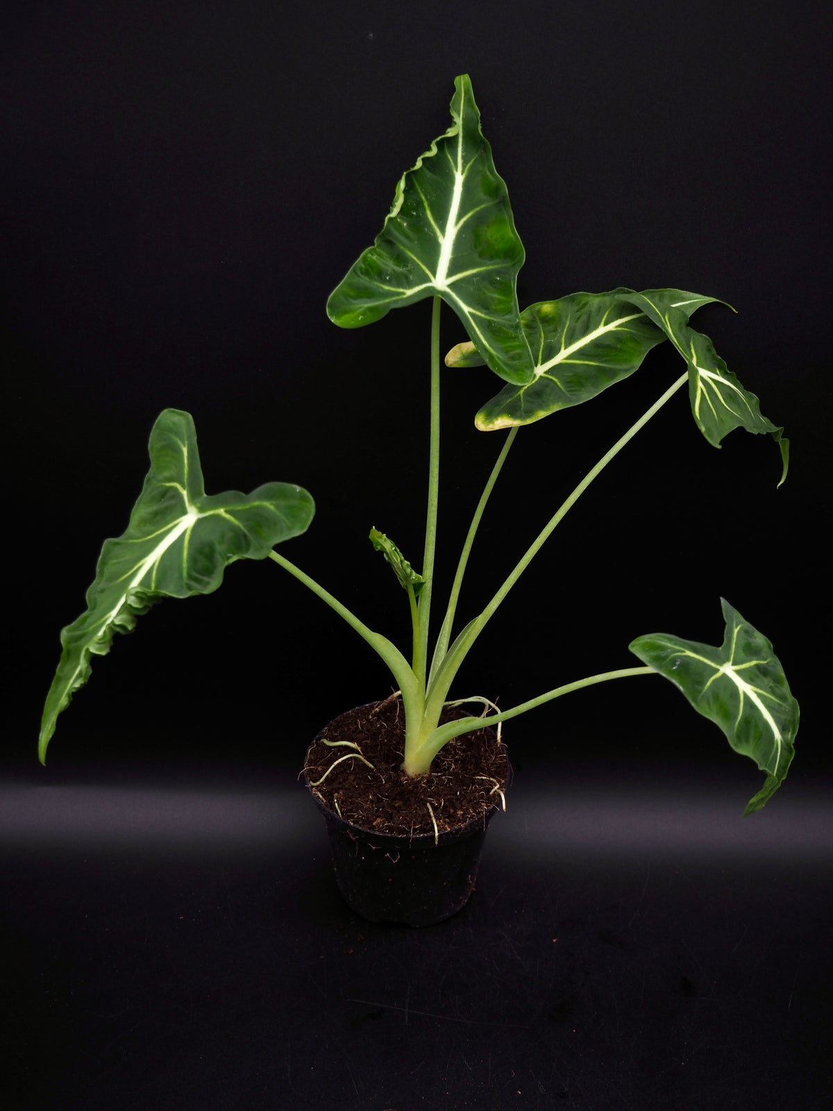 Alocasia Frydek Tatoo / Emerald Tide
