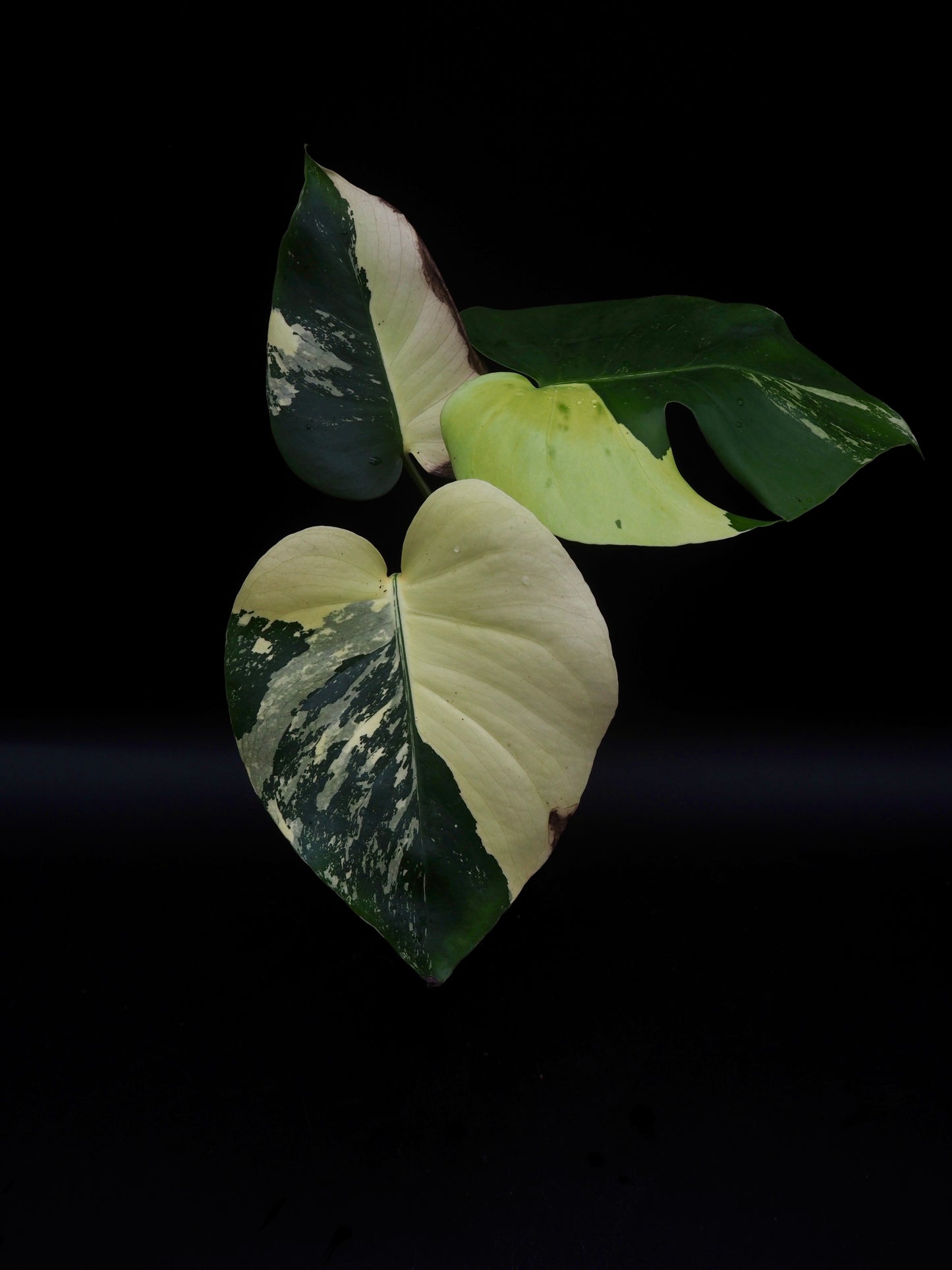 Monstera Deliciosa Lemon Pom Pom