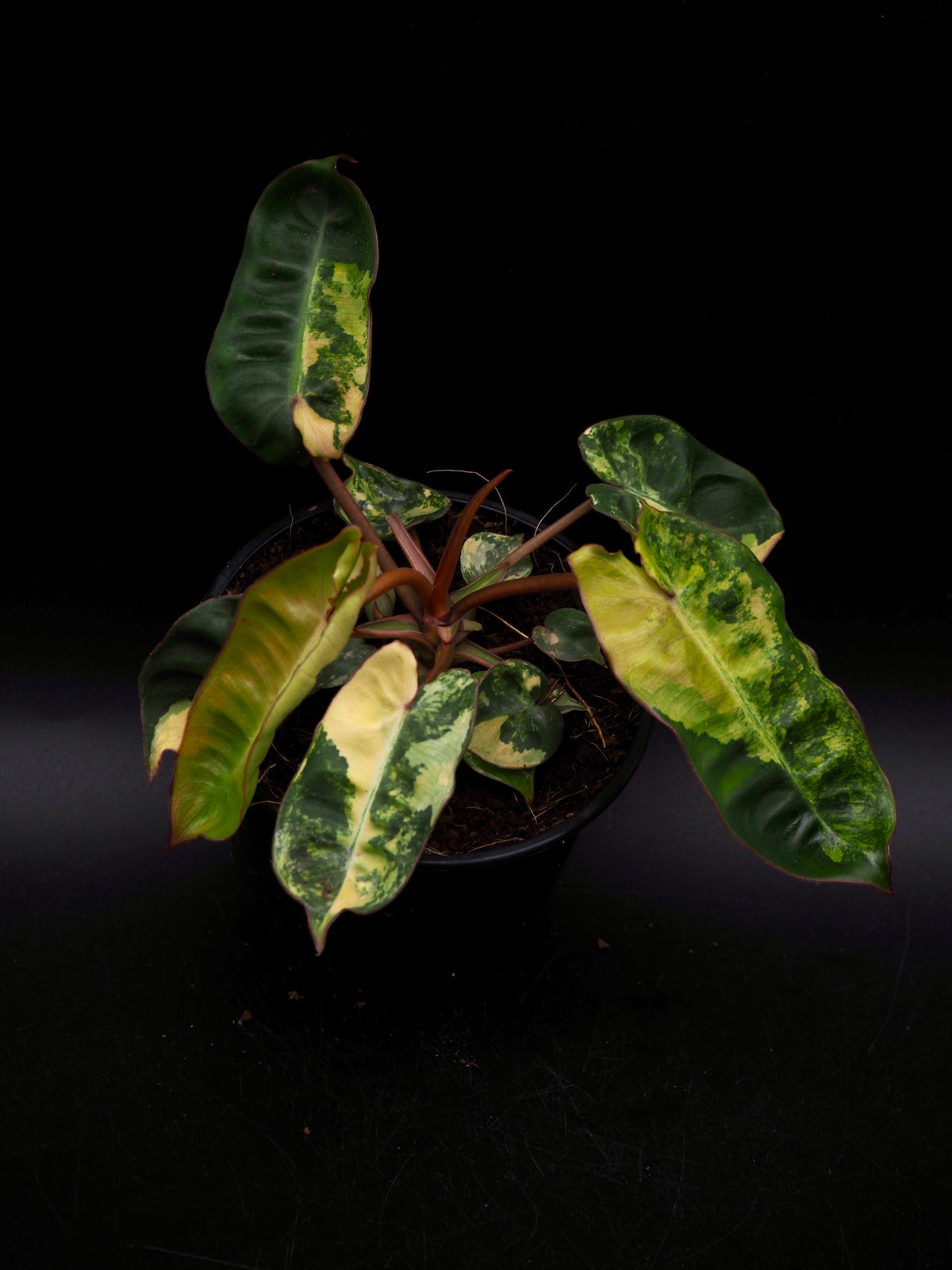 Philodendron Billietiae Variegata