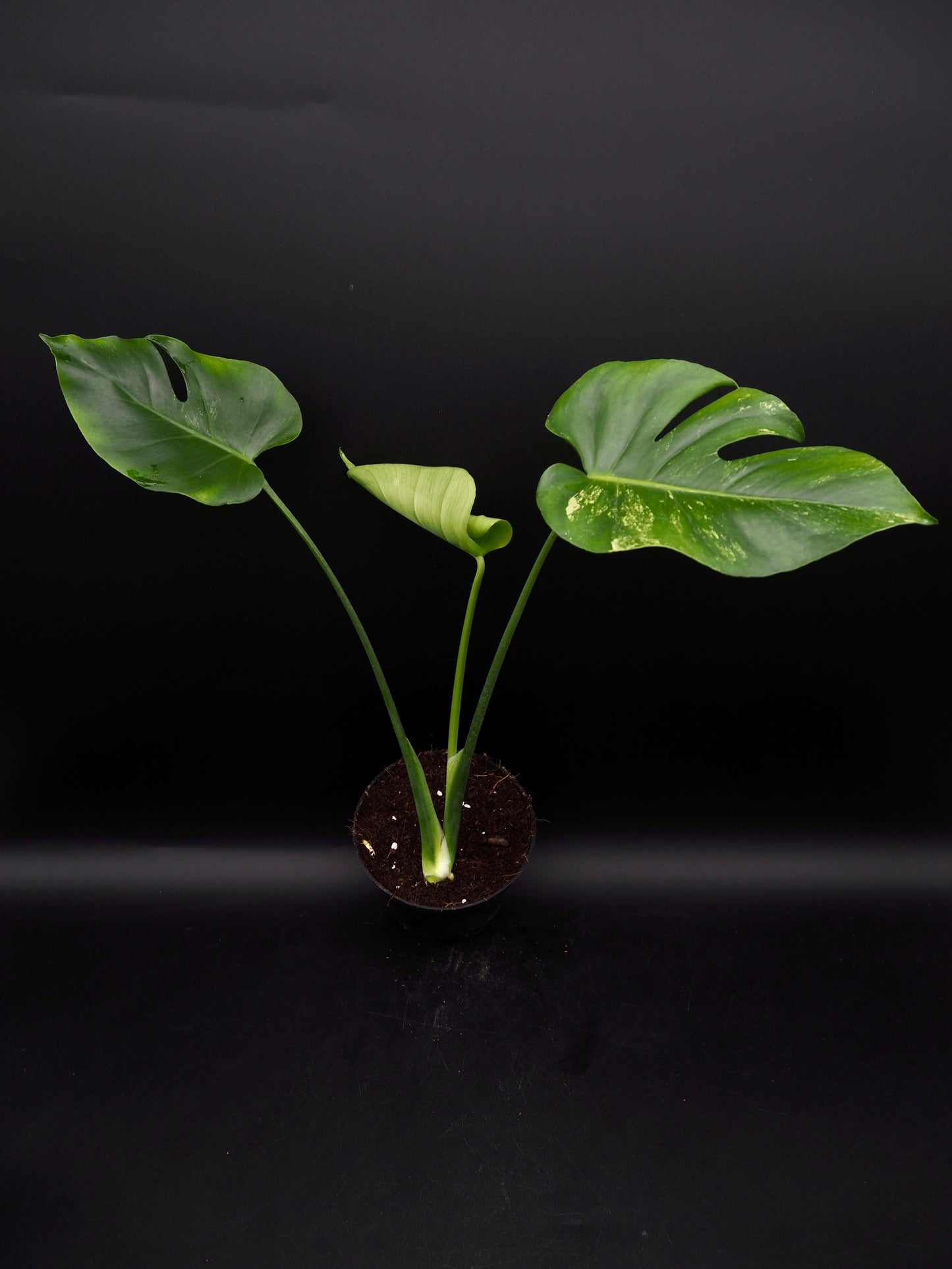 Monstera Ocean Mint