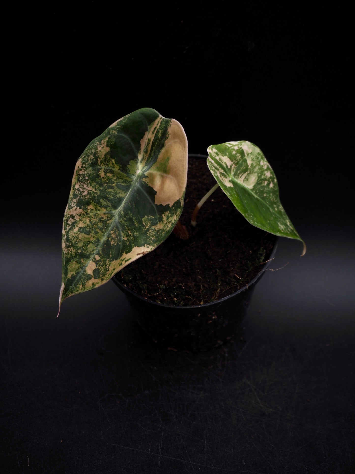 Alocasia Sedenii Aurea