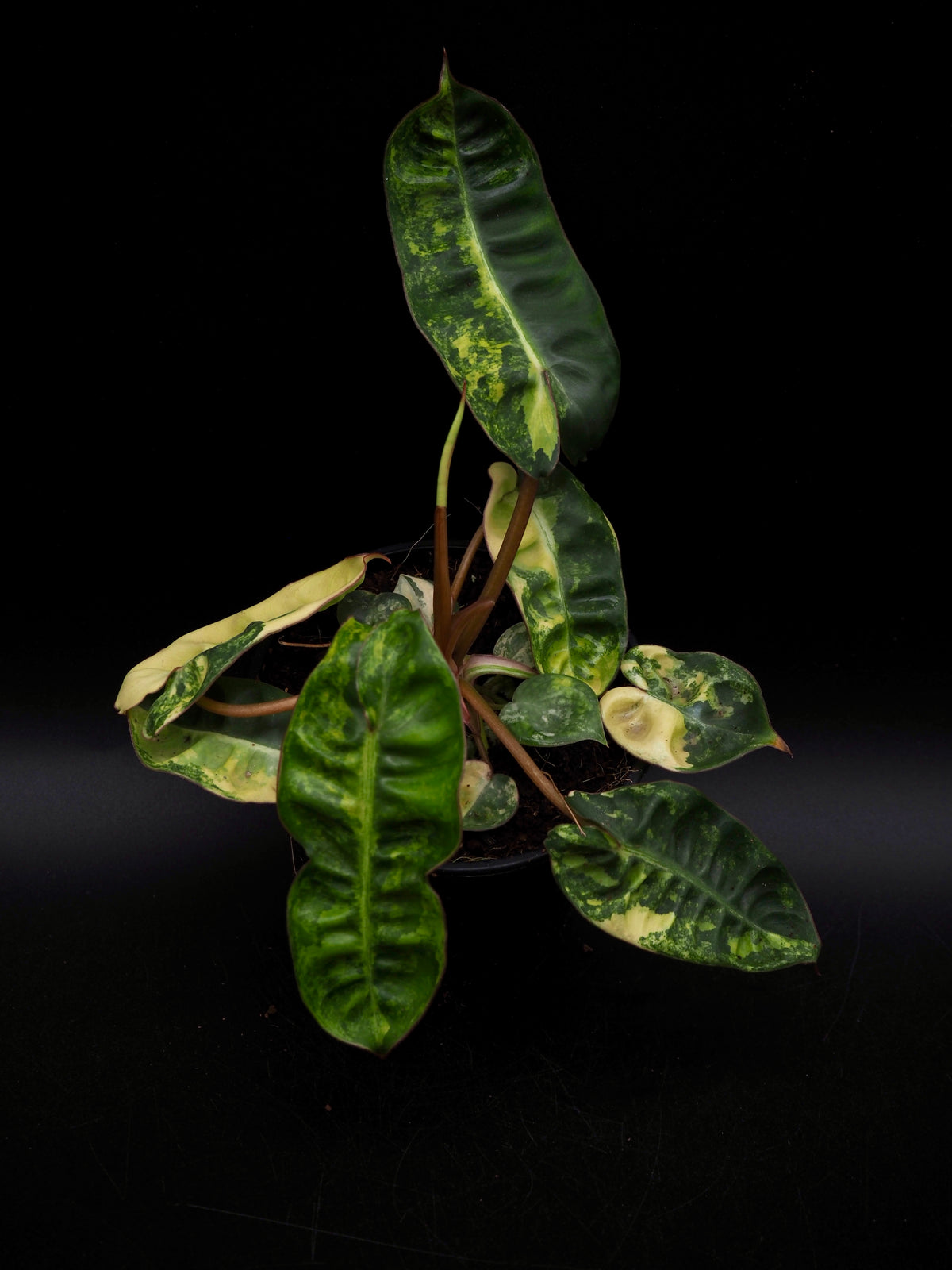 Philodendron Billietiae Variegata