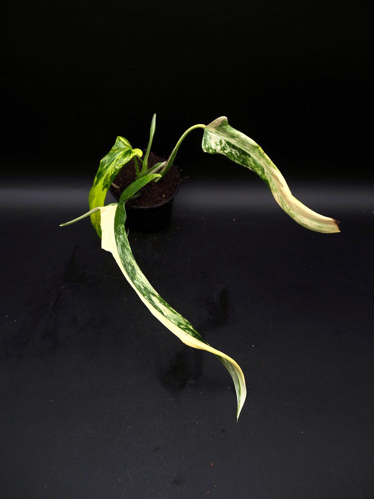 Philodendron Holtonianum Aurea