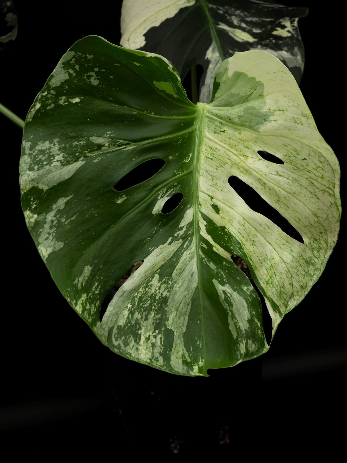 Monstera Deliciosa White Mint