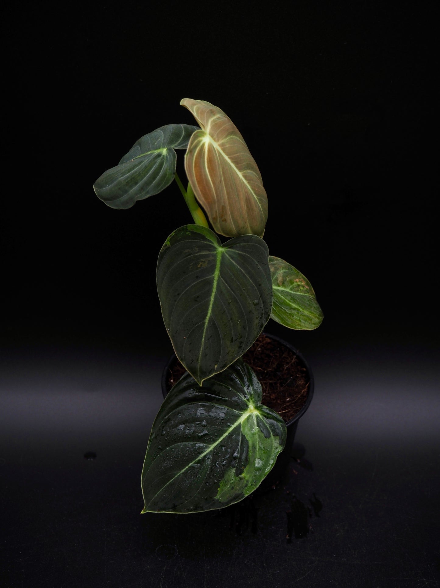 Philodendron Melanochrysum Variegata