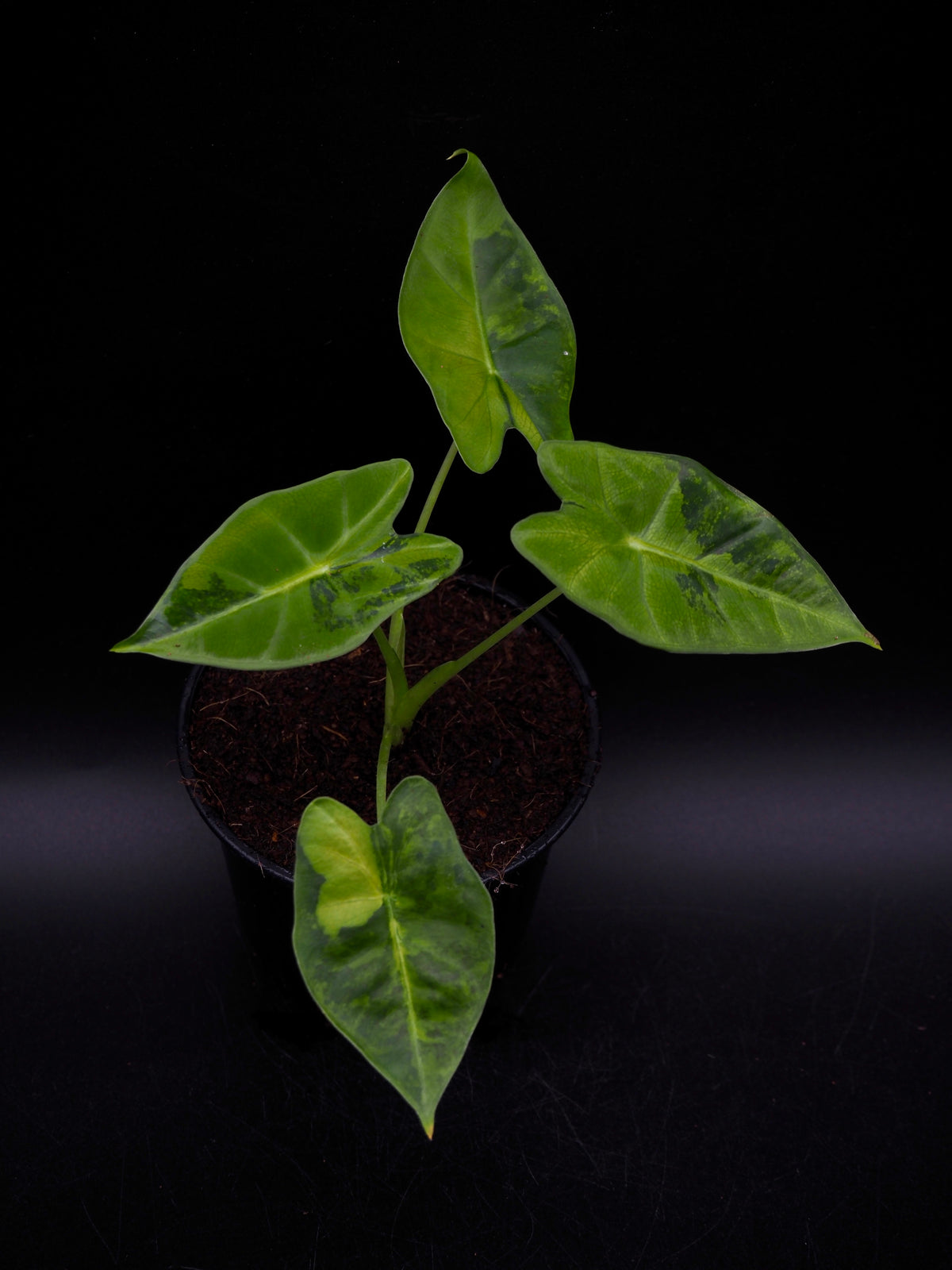 Alocasia Frydek gog