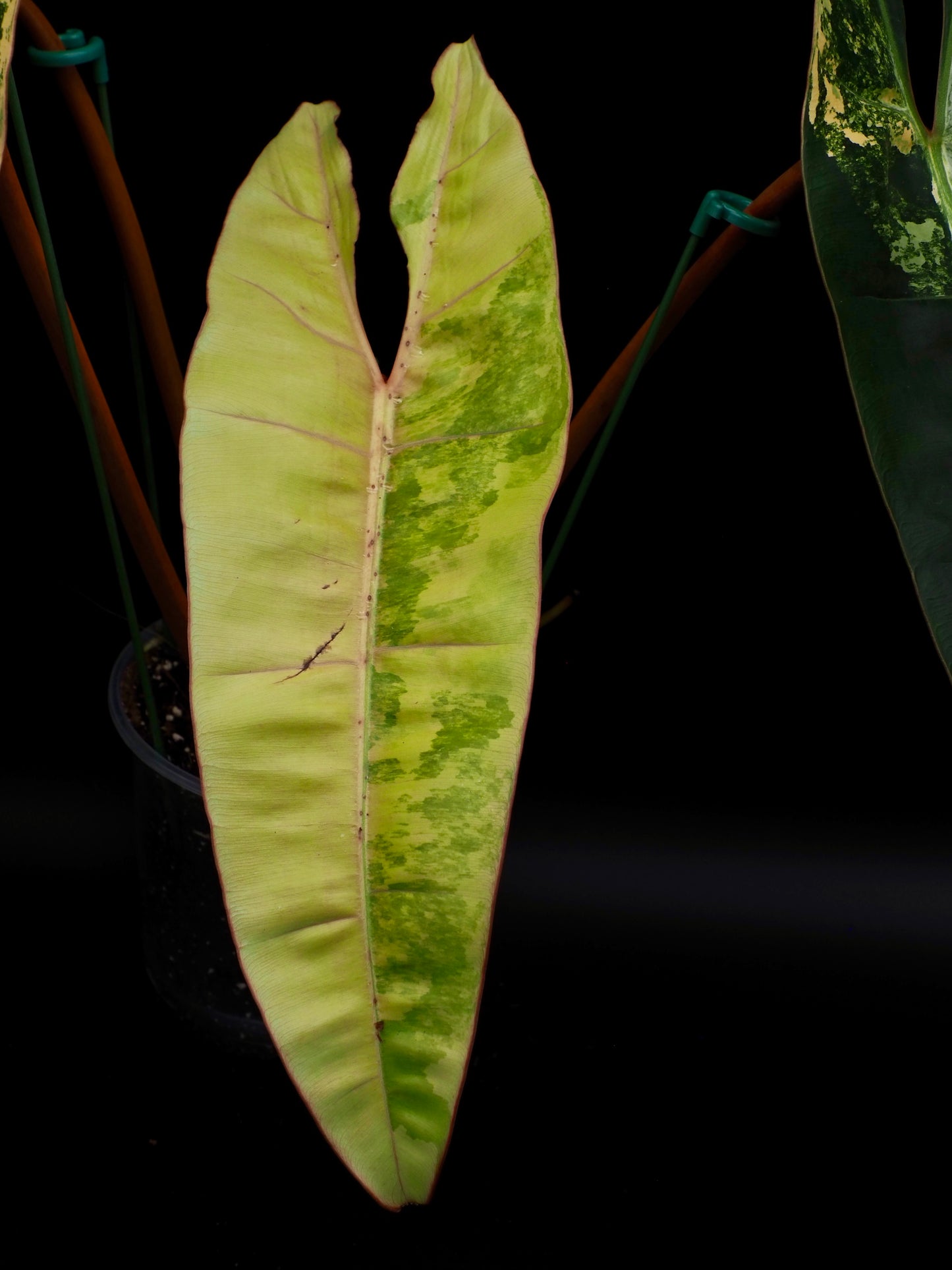 Philodendron Billietiae Variegata