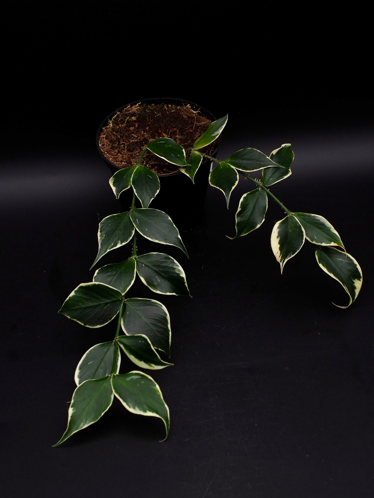 Hoya Polyneura Variegata
