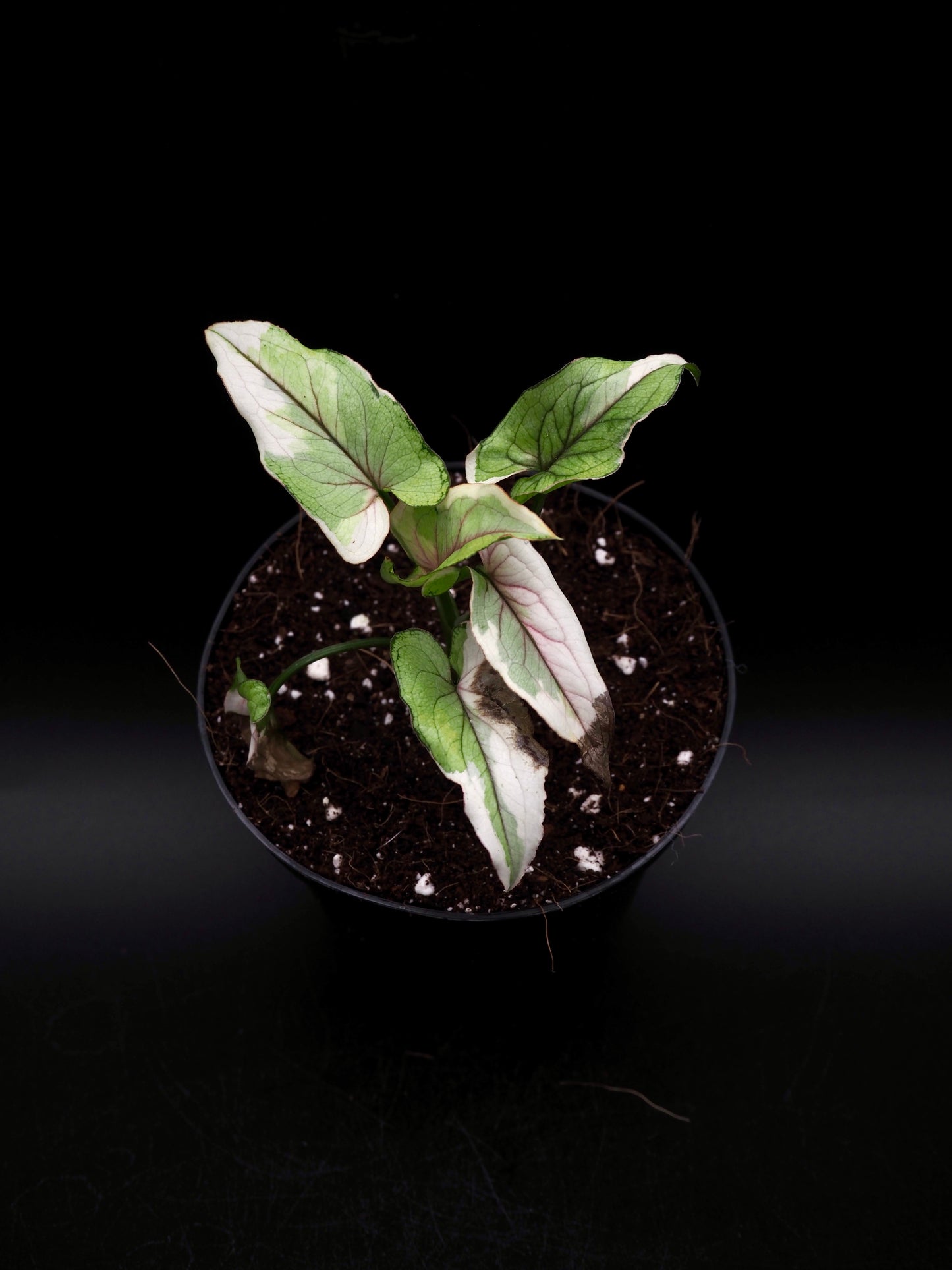 Syngonium White Princess