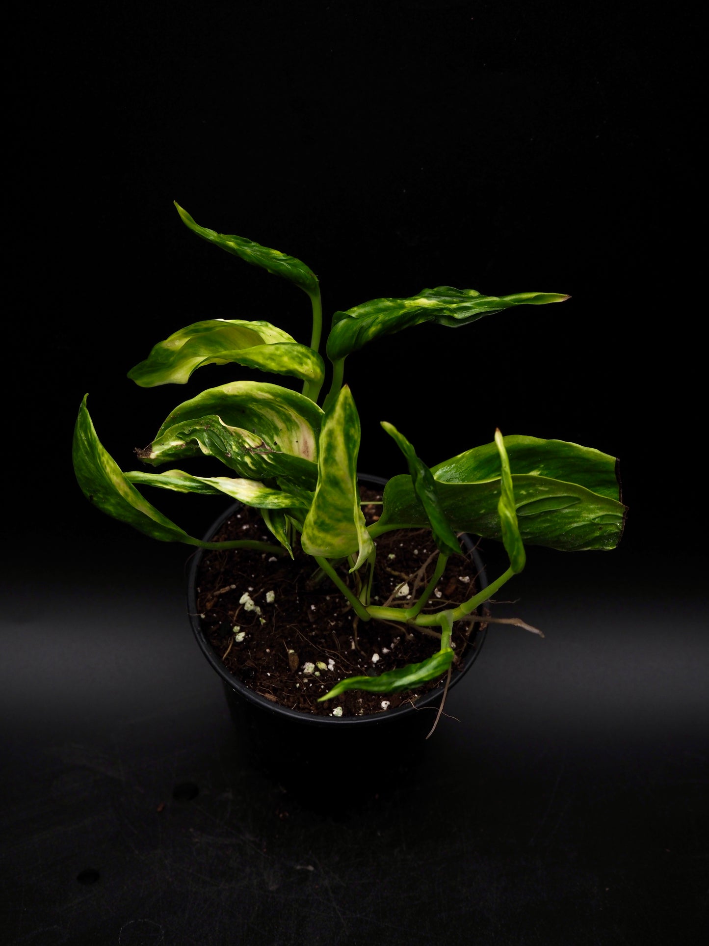 Epipremnum aureum Shangri La Variegata