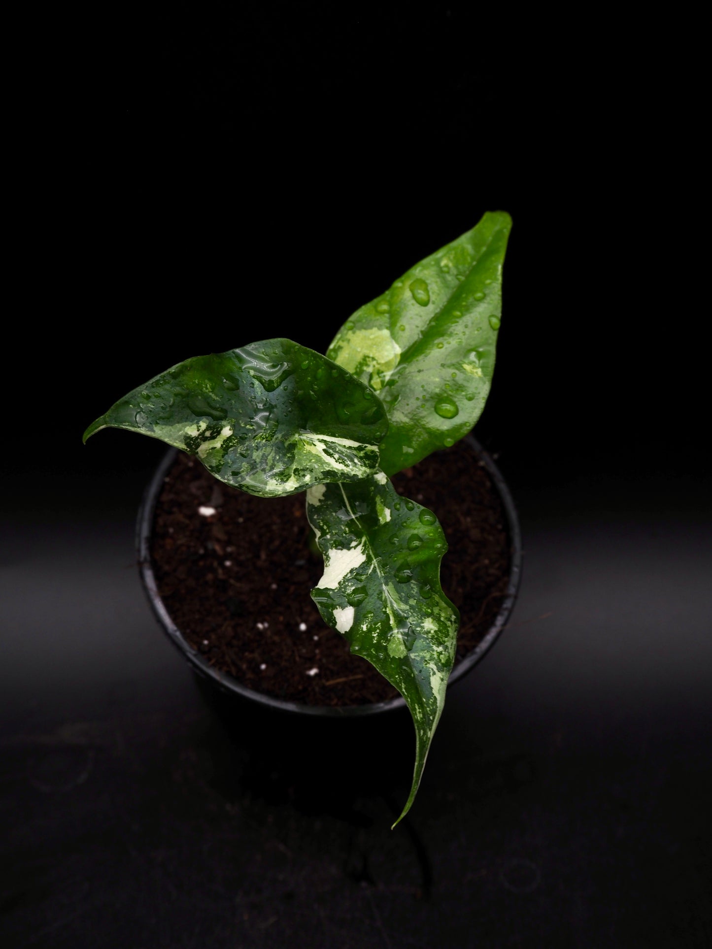 Alocasia Simpo Albo