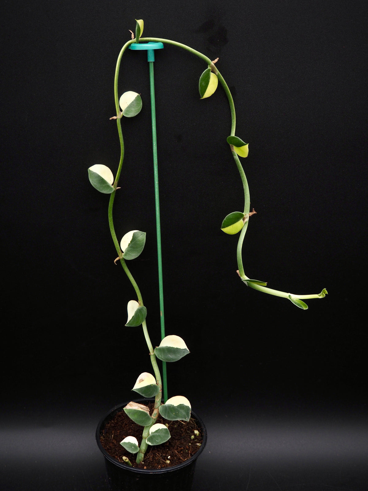 Rhaphidophora Hayi Variegata