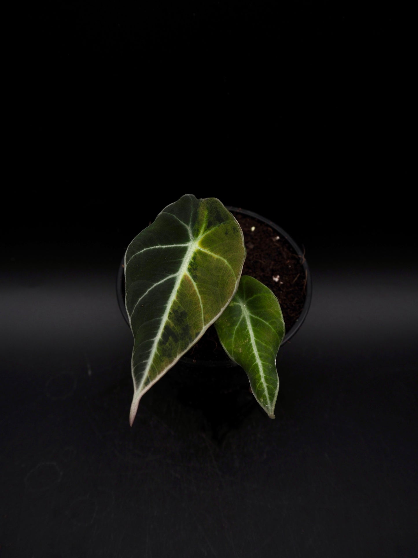 Alocasia Black Velvet Aurea