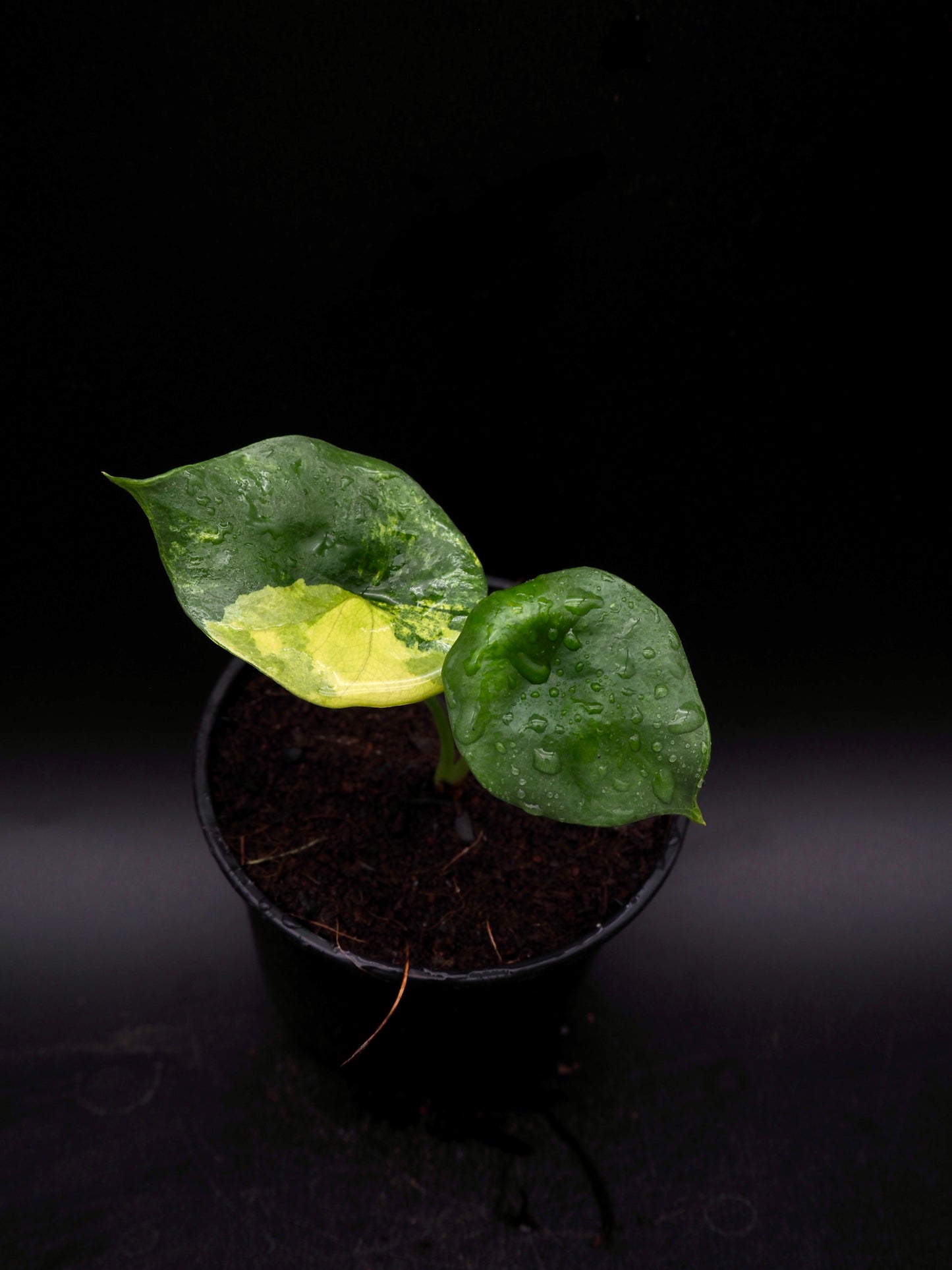 Alocasia Sinuata Aurea