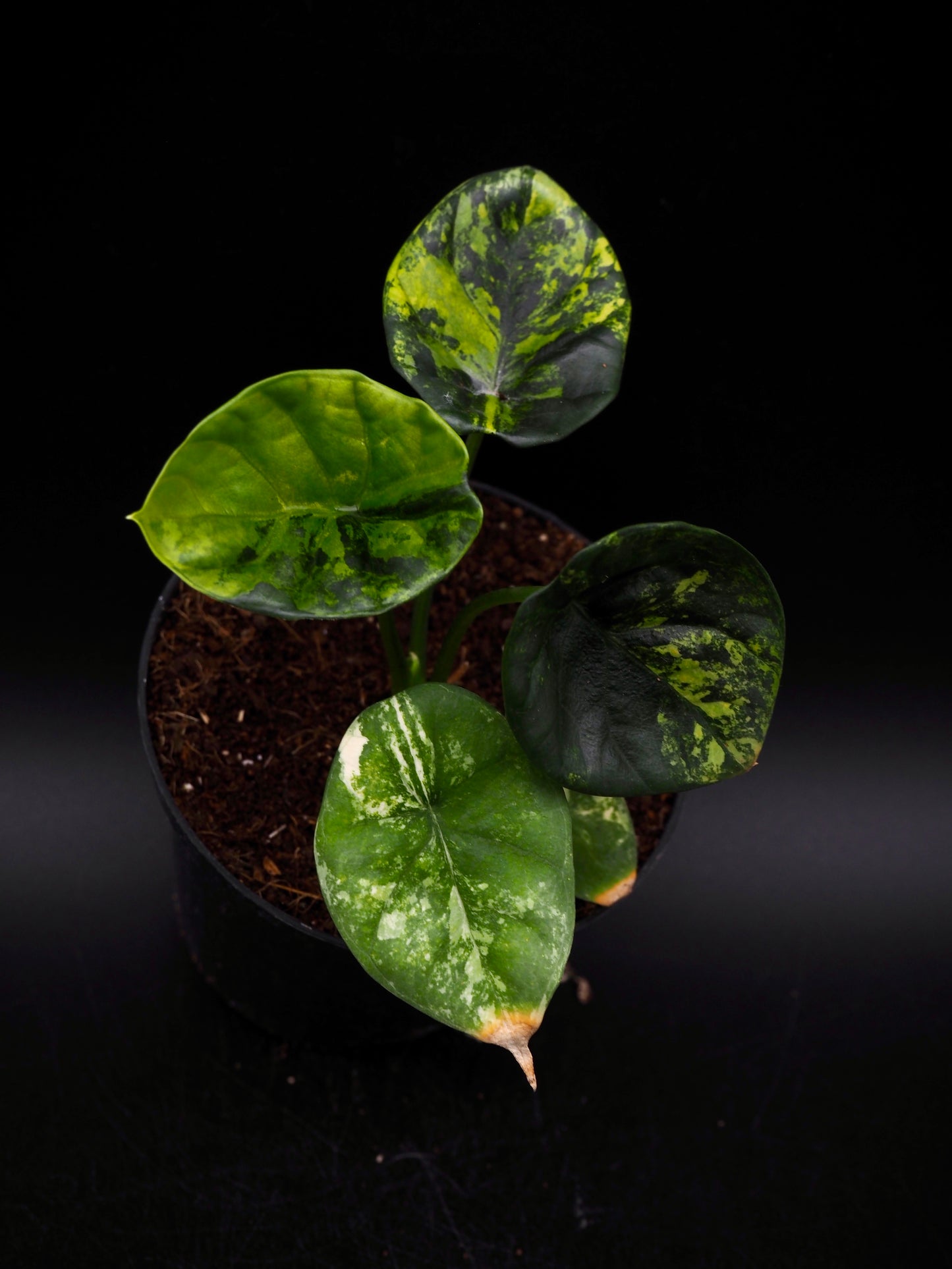 Alocasia Sinuata Aurea