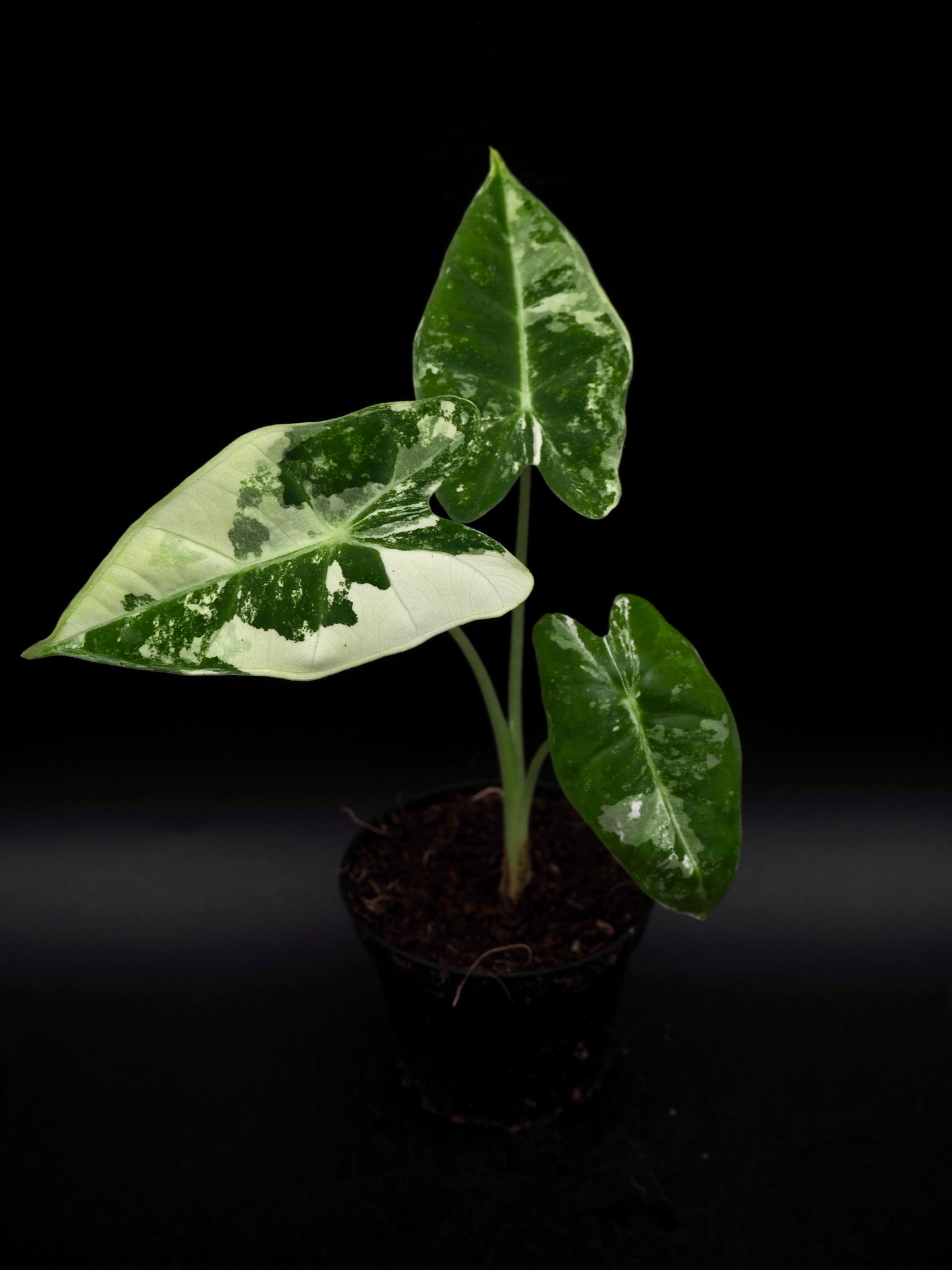 Alocasia Frydek Variegata