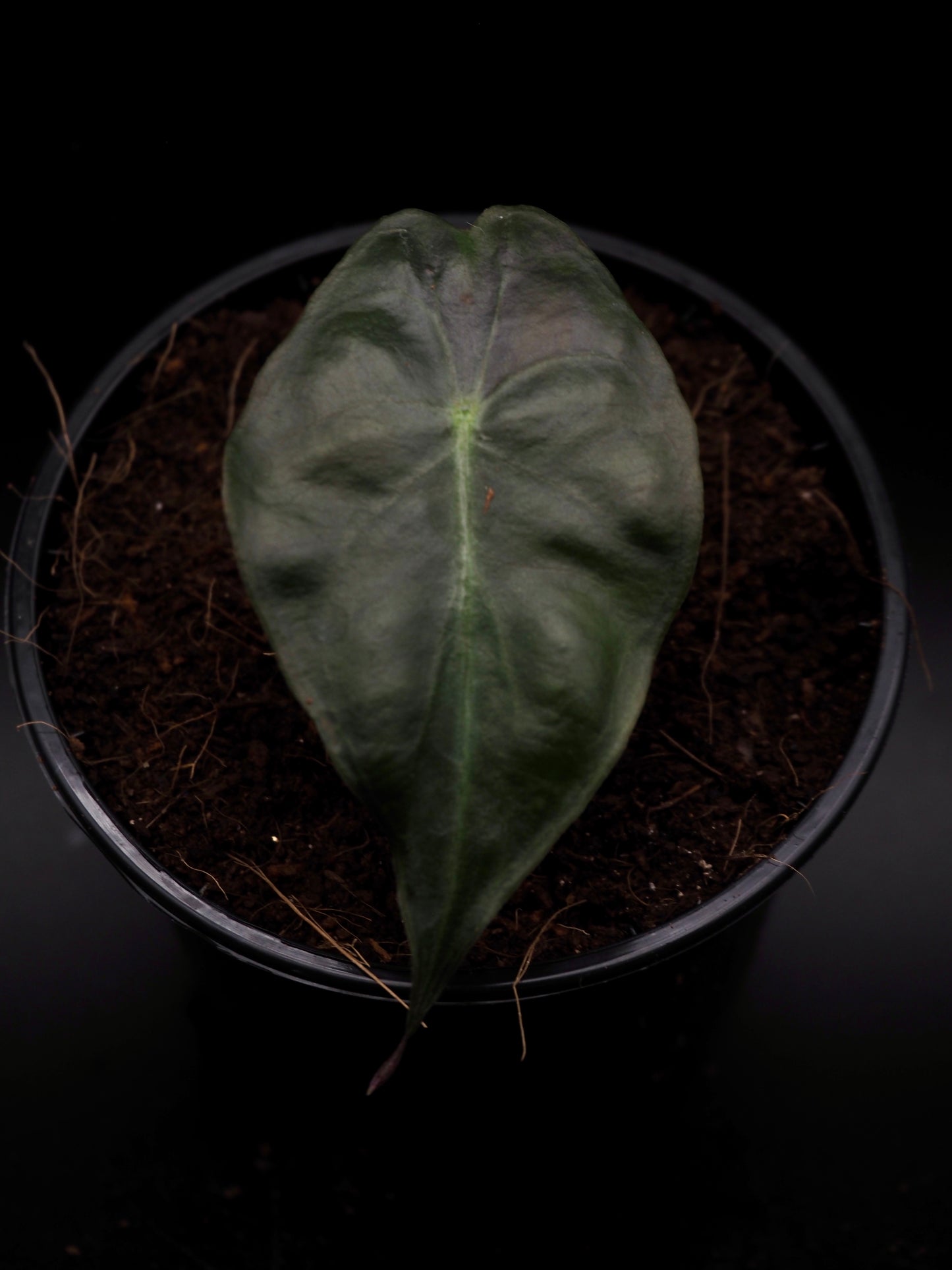 Venin d'Alocasia